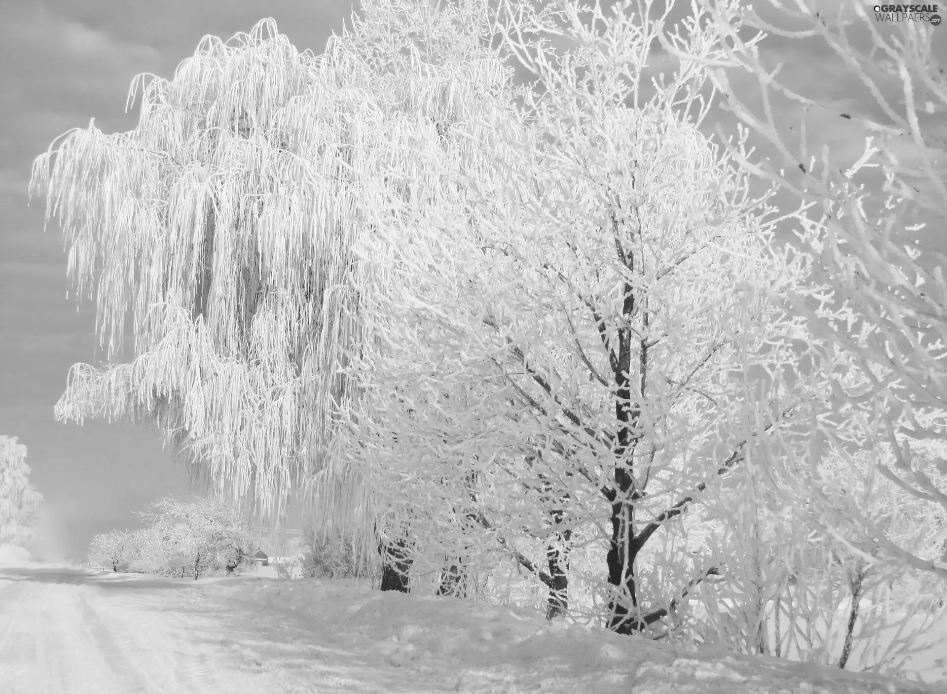 forest, drifts, Frost, snow