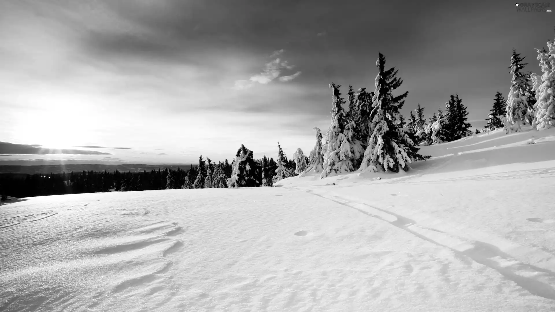 snow, forest, Frost, drifts