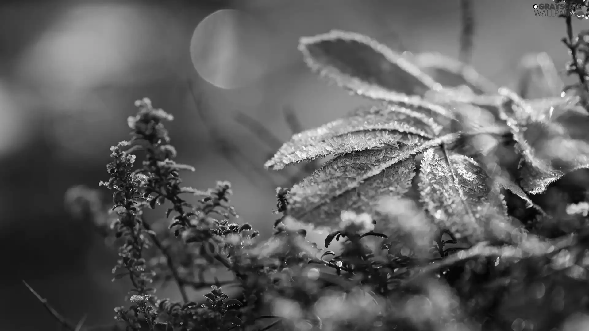White frost, Twigs, Leaf, Plants