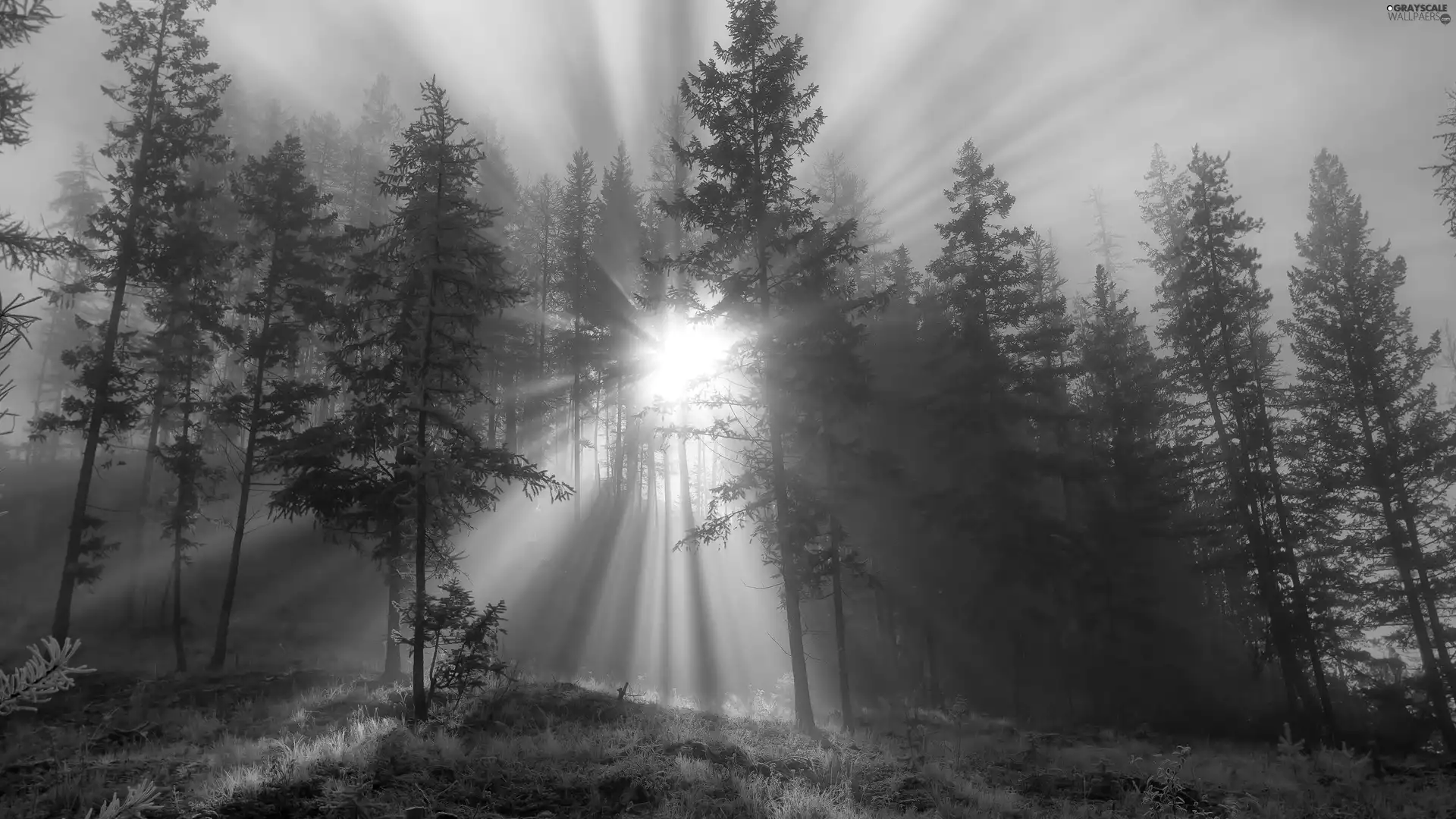 rays of the Sun, forest, White frost