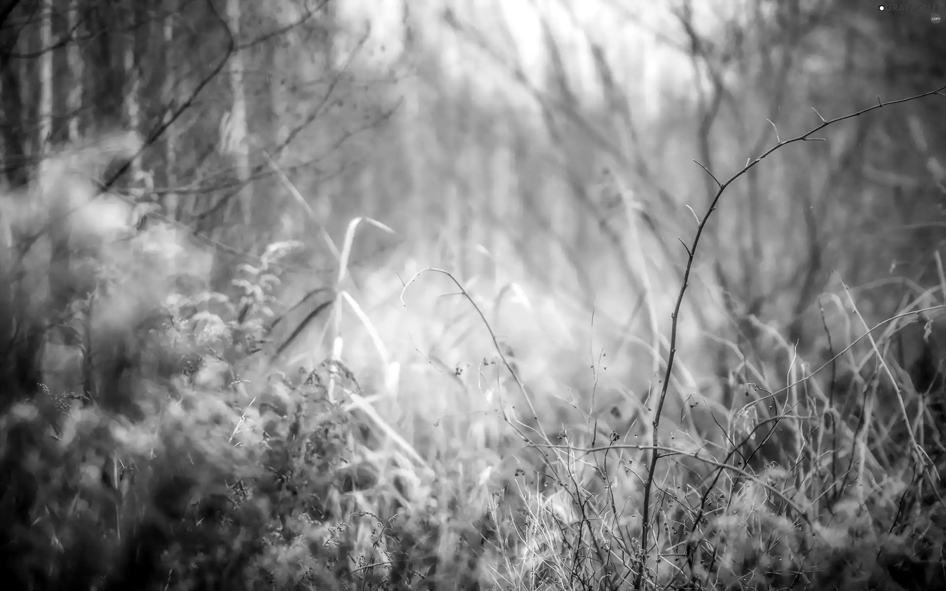 Meadow, White frost