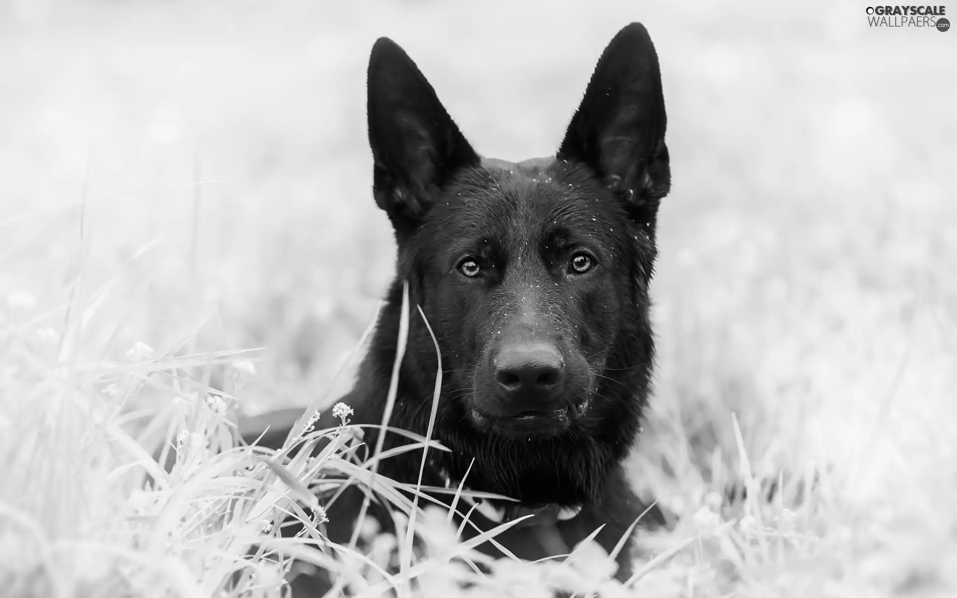 grass, German Shepherd, frosted