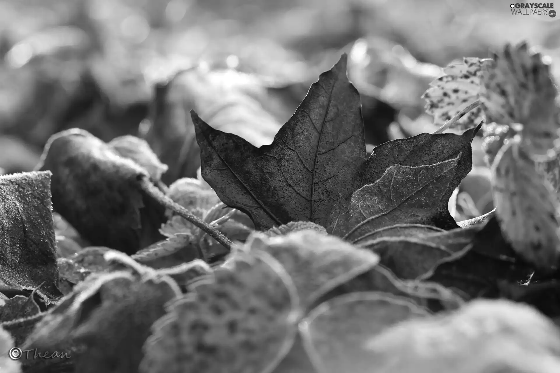 Leaf, frozen