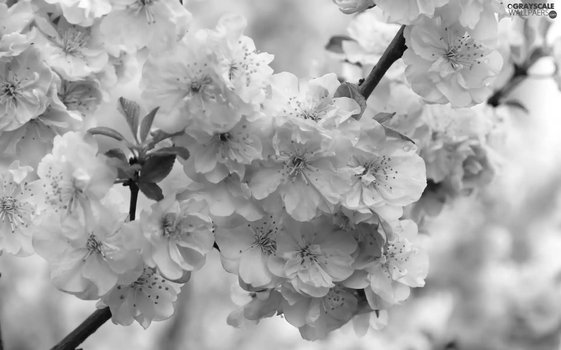 Pink, Flowers, Twigs, Fruit Tree, bloom