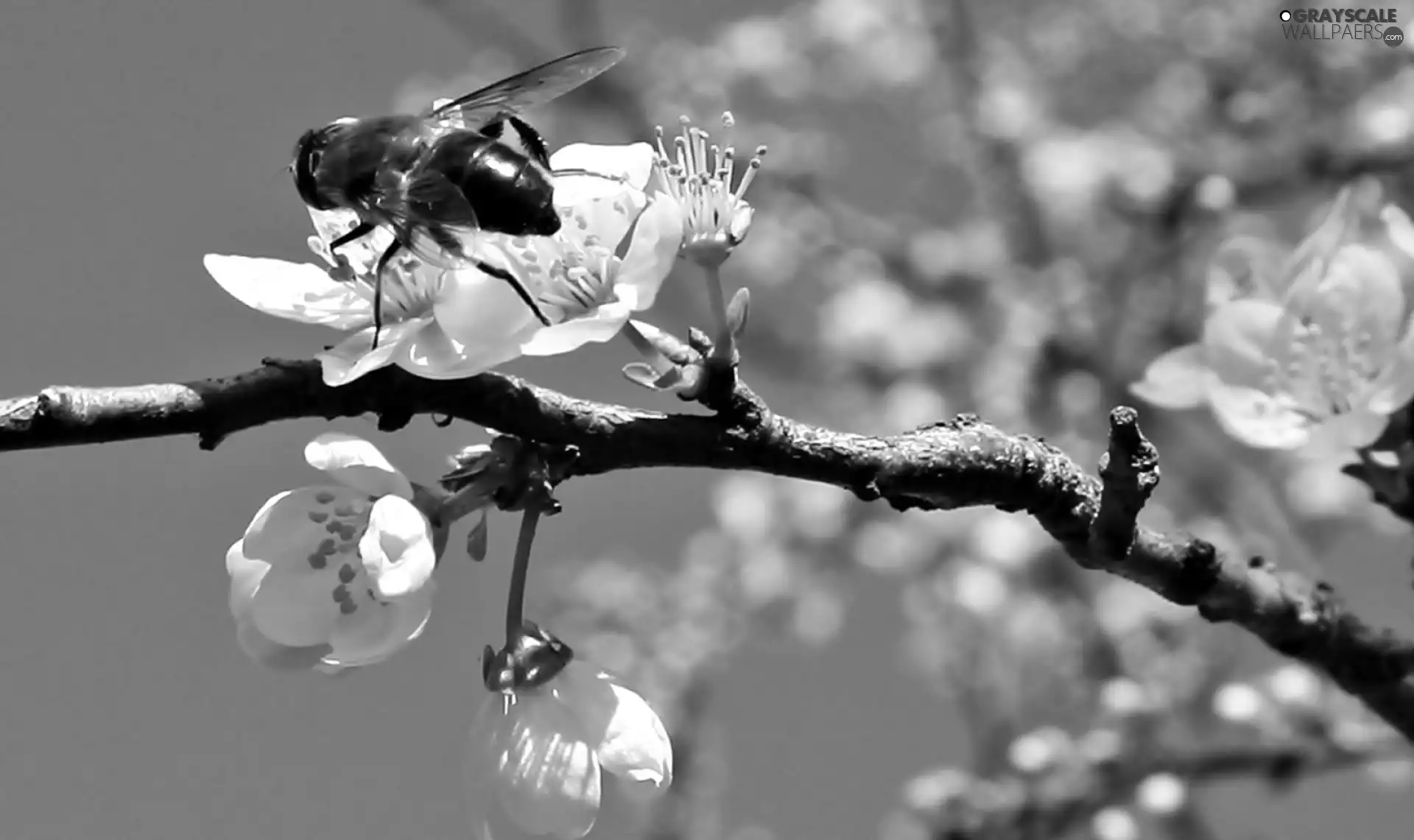 Blossoming, bee, Fruit Tree, branch