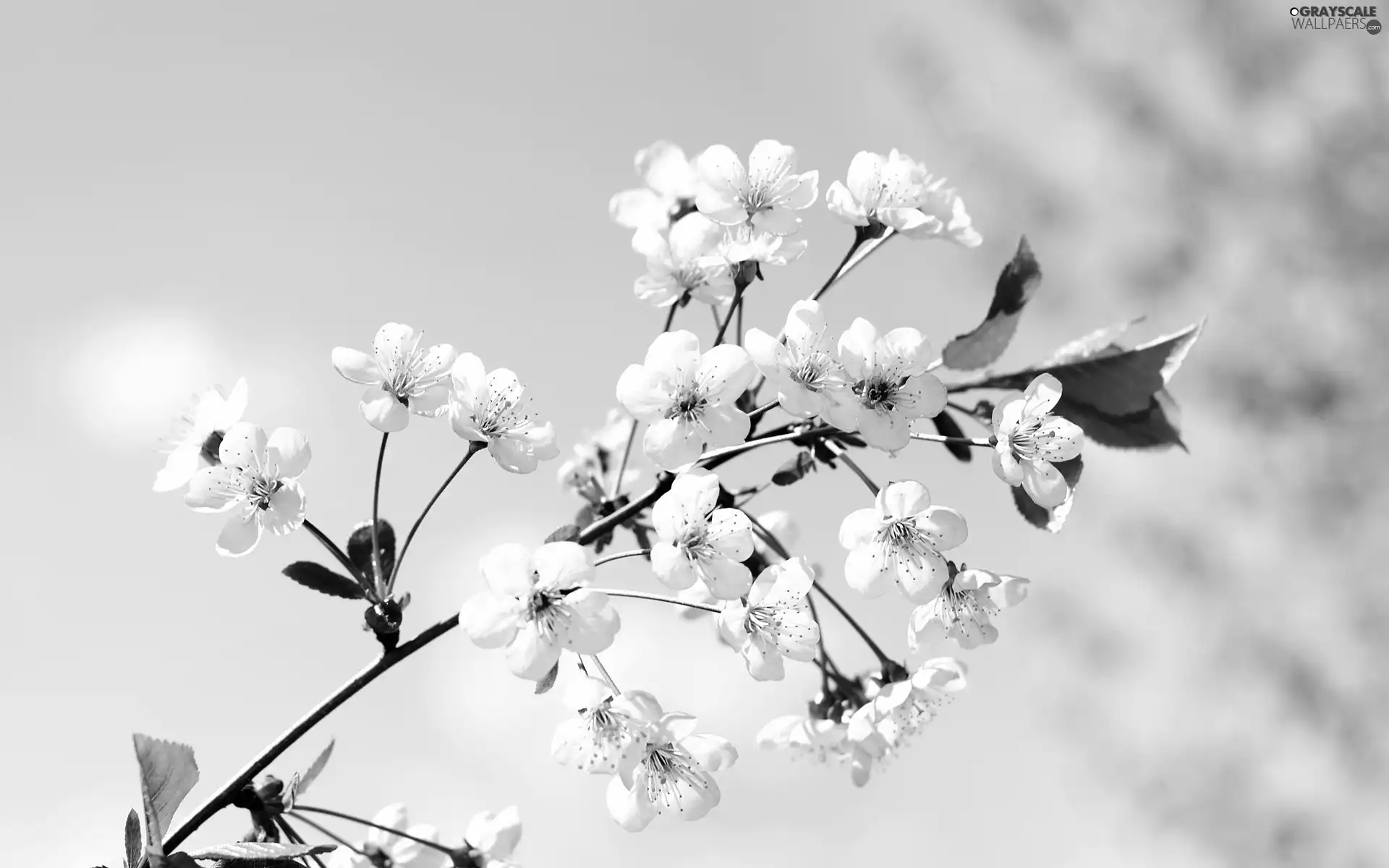 Blossoming, trees, fruit, twig
