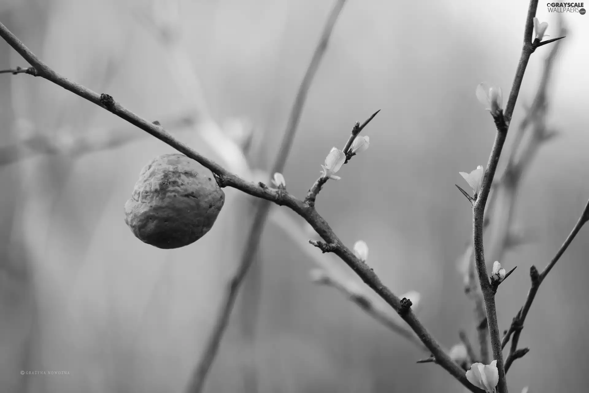 fruit, twig, Buds