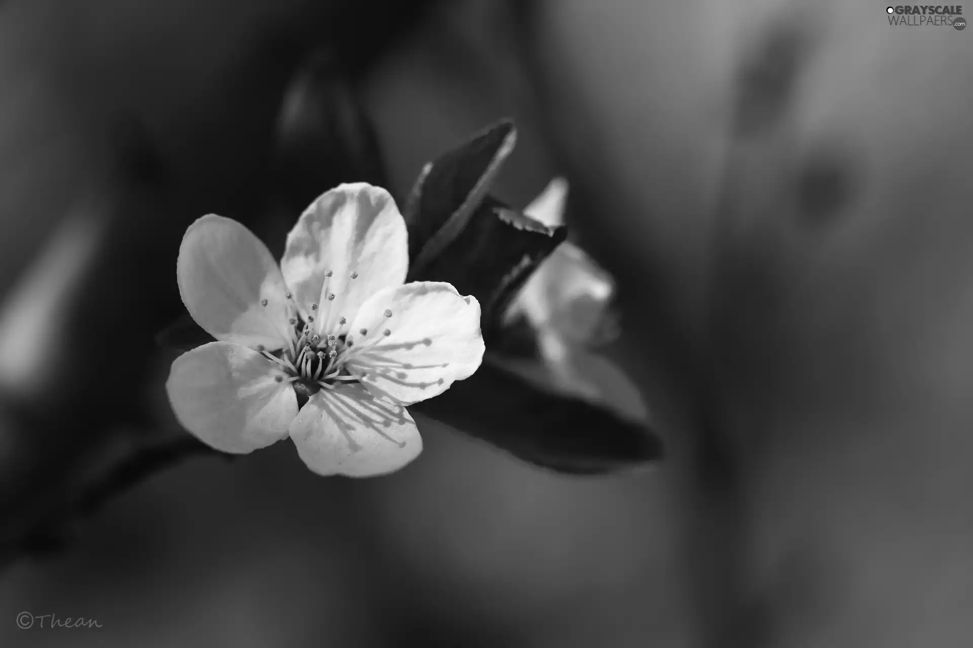 White, trees, fruit, Colourfull Flowers