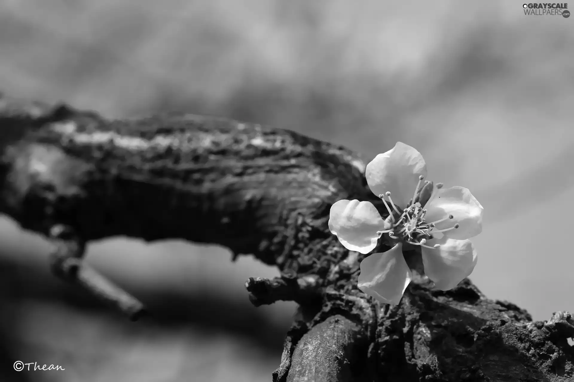 White, trees, fruit, Colourfull Flowers
