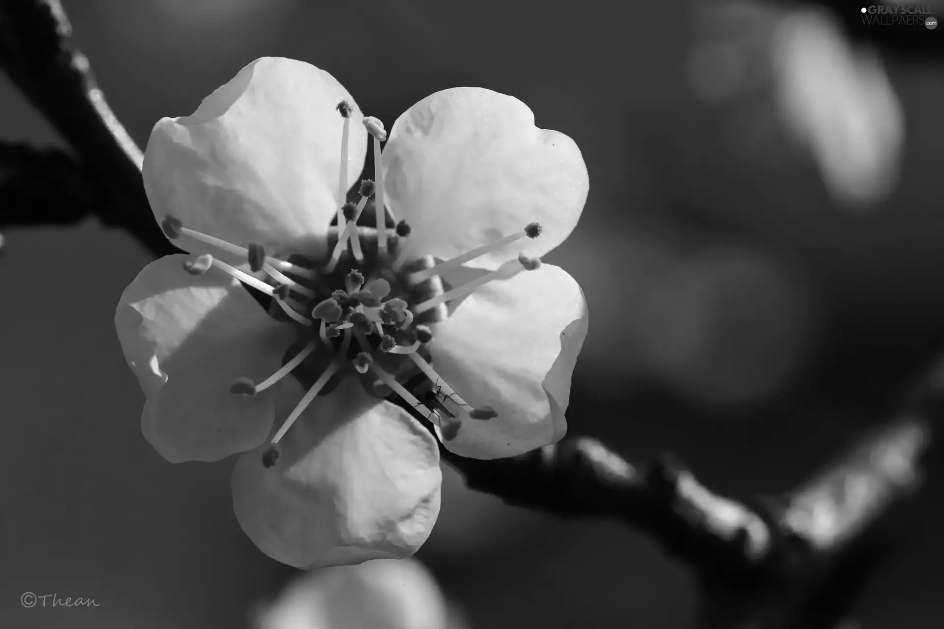 White, trees, fruit, Colourfull Flowers