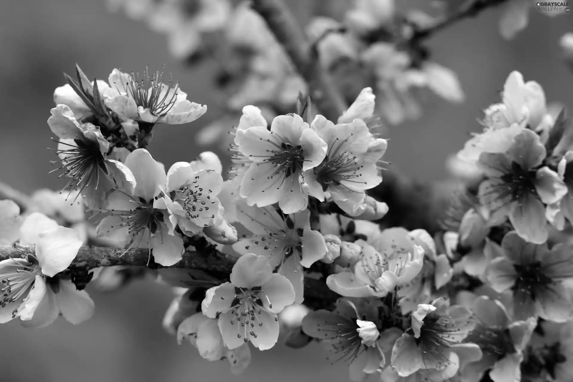 Flowers, viewes, fruit, trees