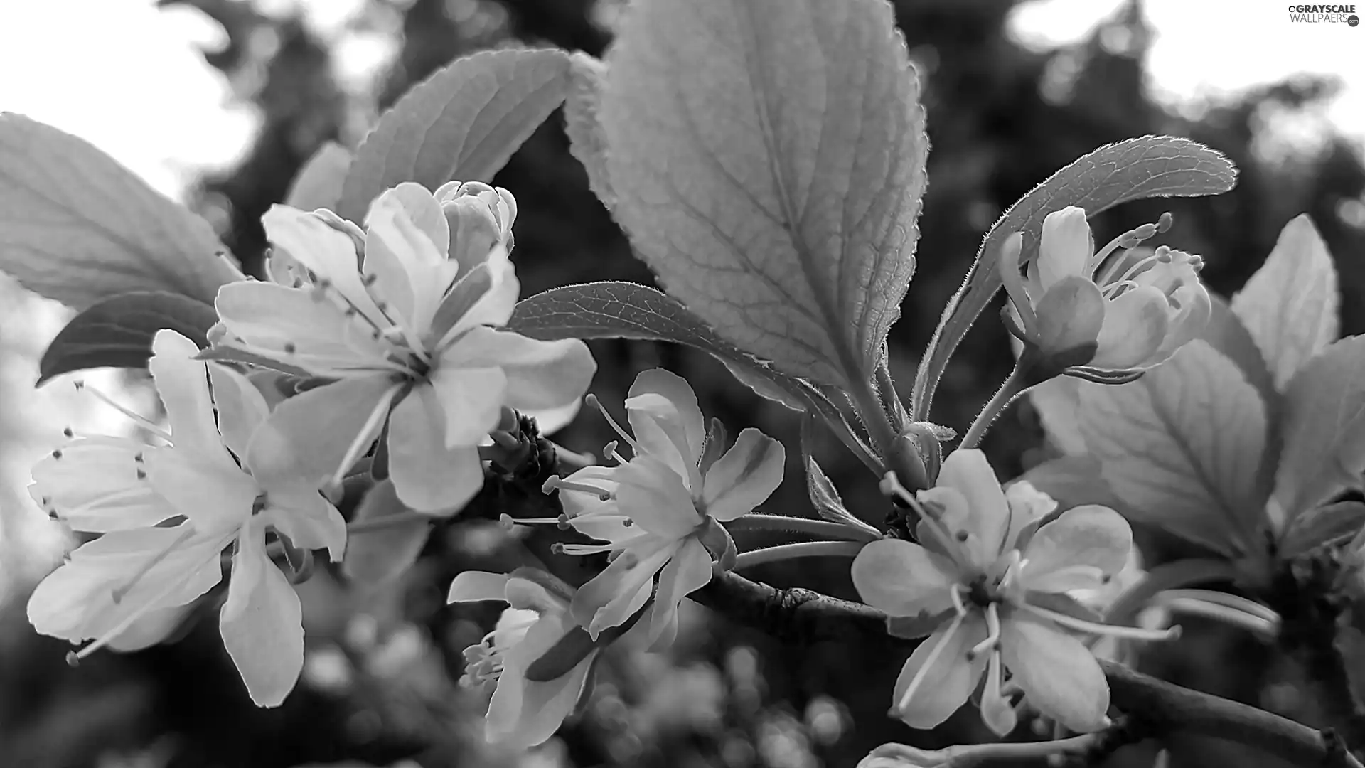 Flowers, viewes, fruit, trees