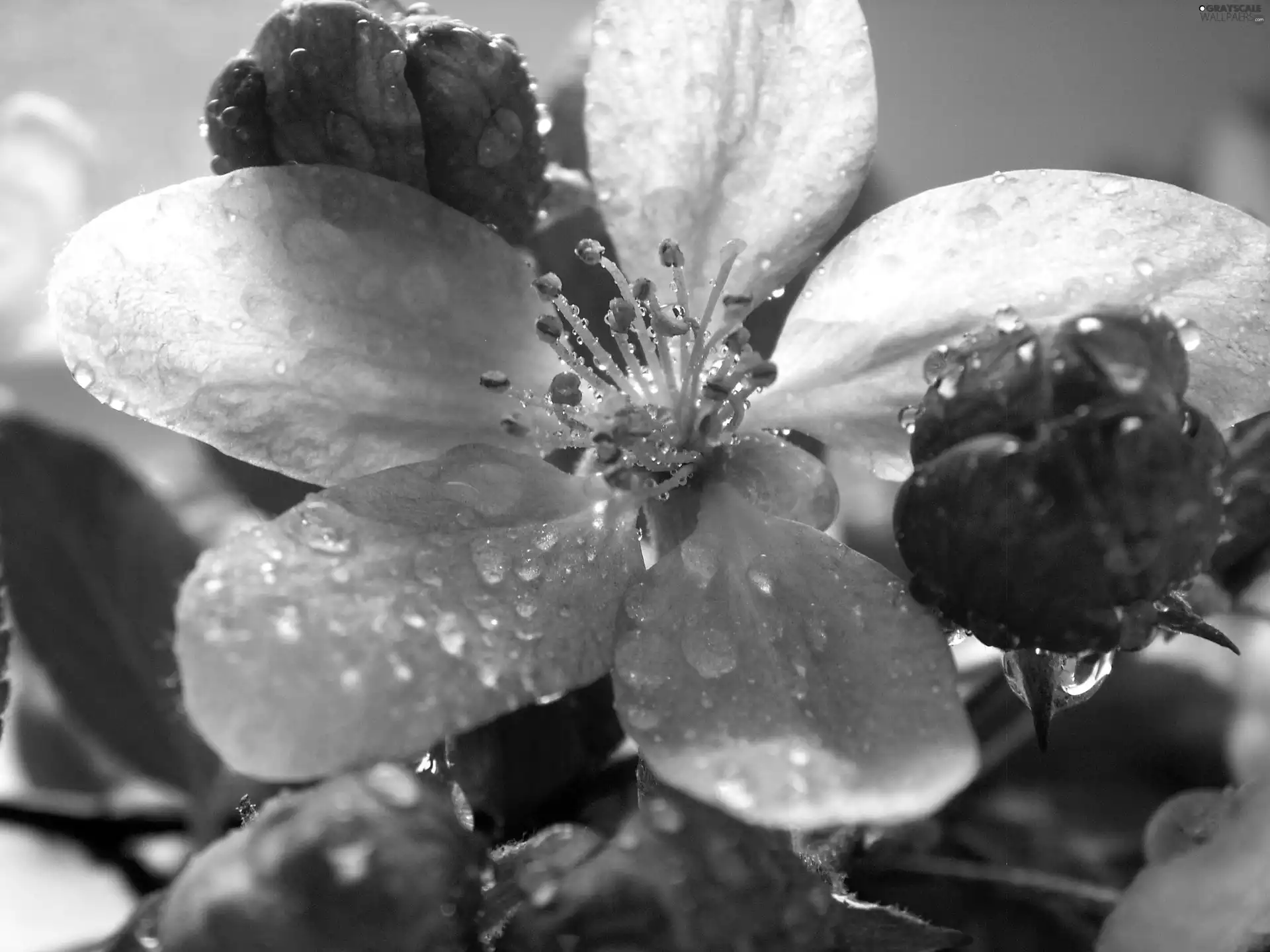 Flowers, viewes, fruit, trees