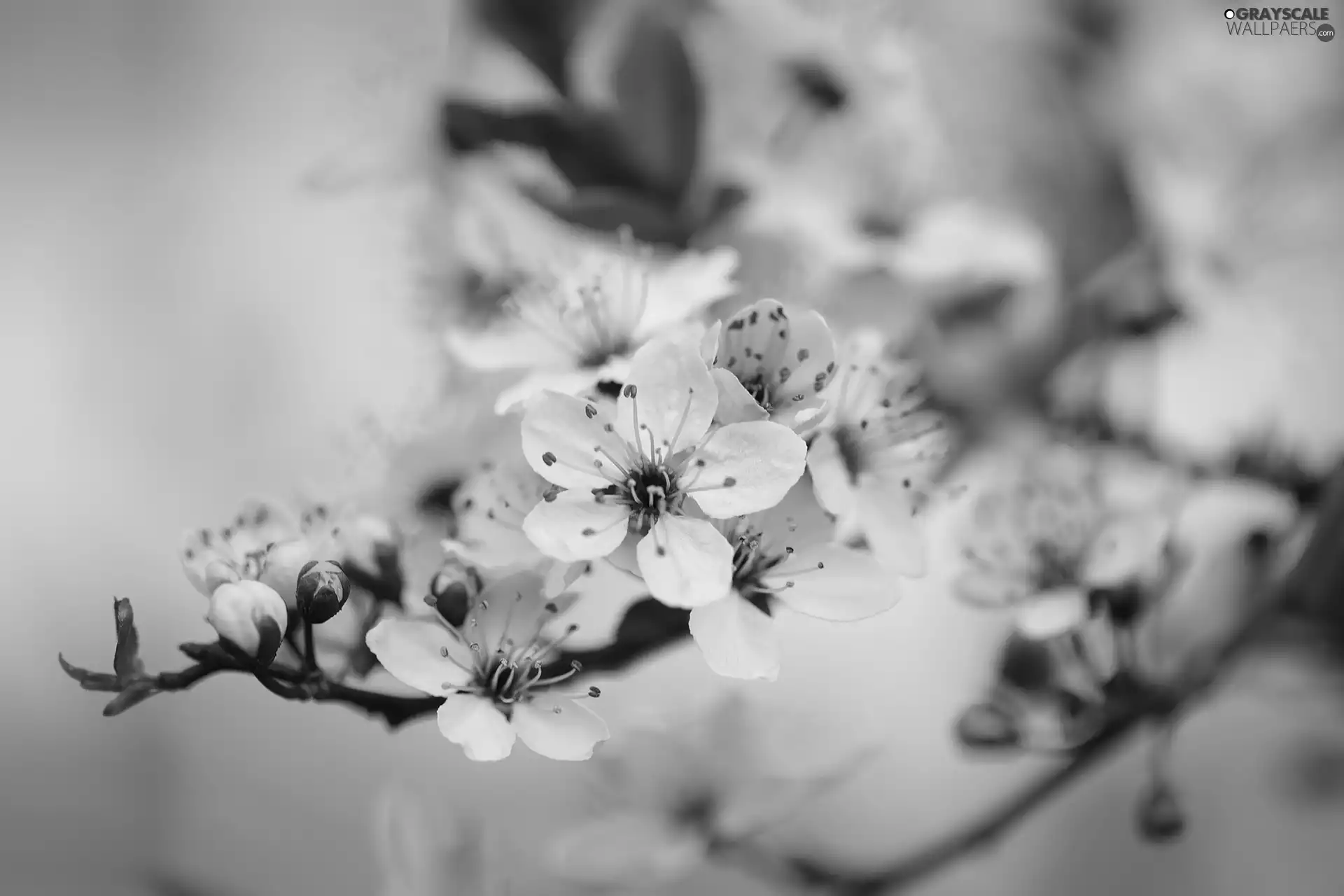 Flowers, Pink, twig, Fruit Tree, flowery