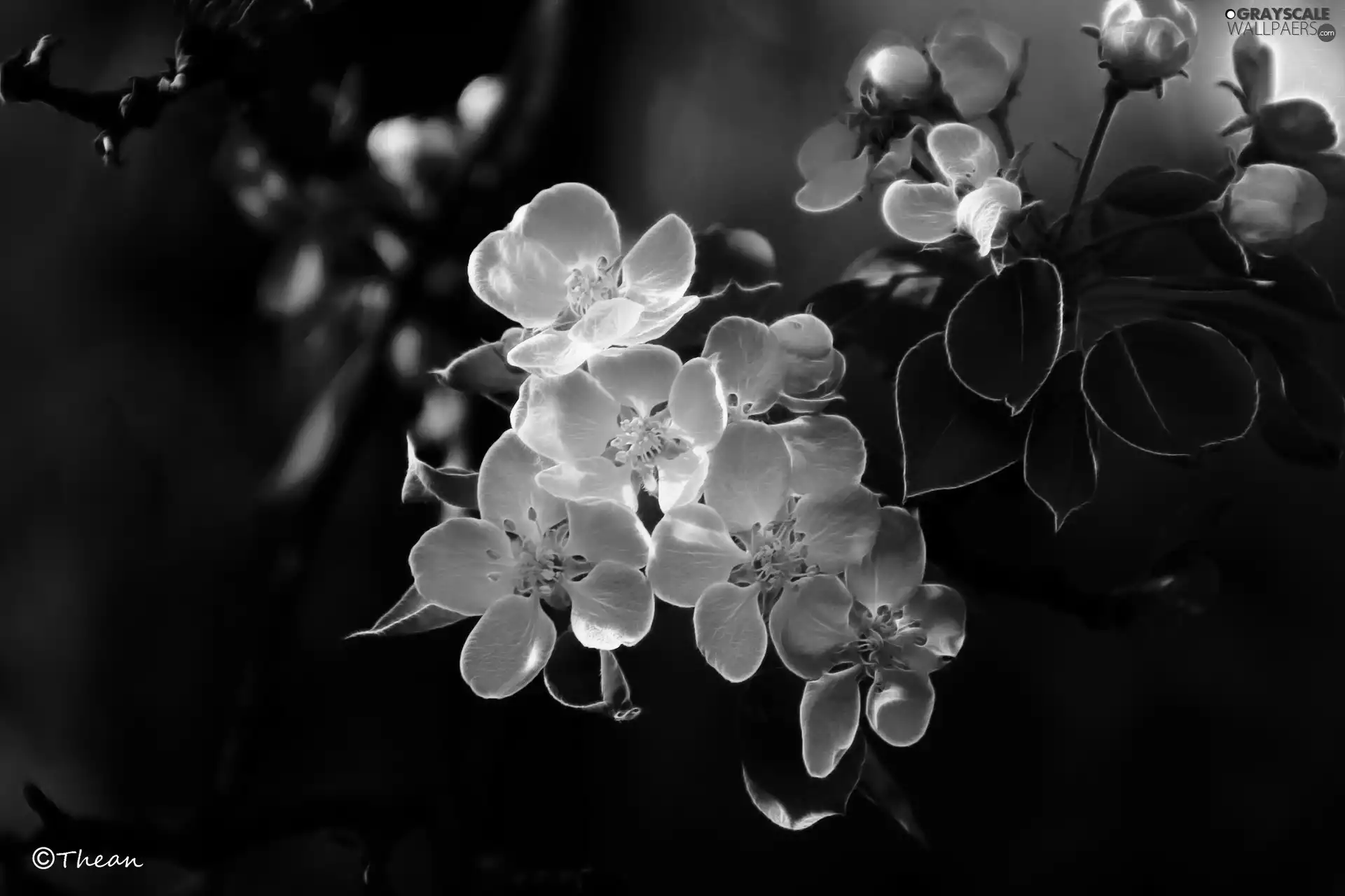 fruit, Fractalius, Flowers, trees, White