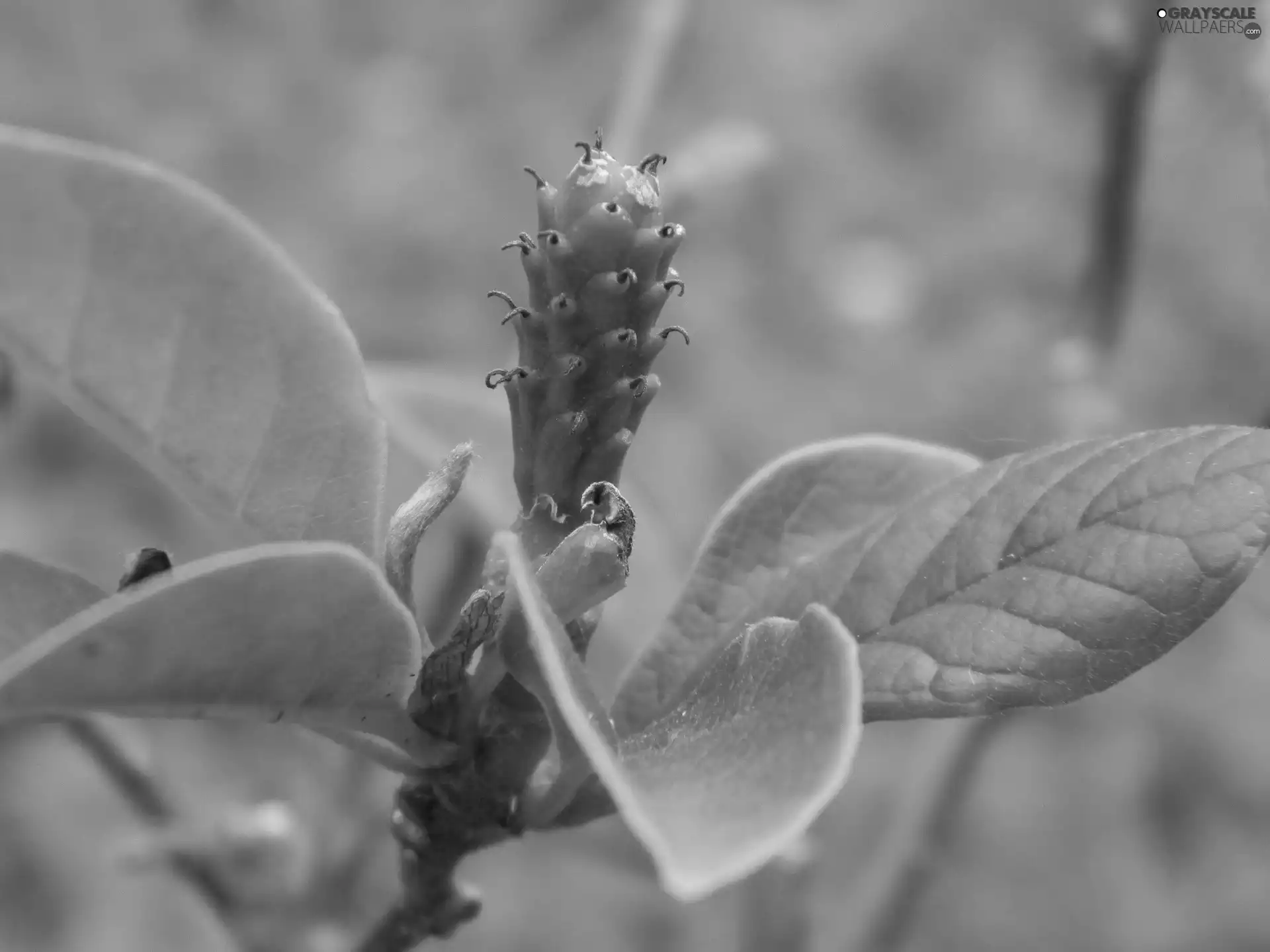 Magnolia, fruit