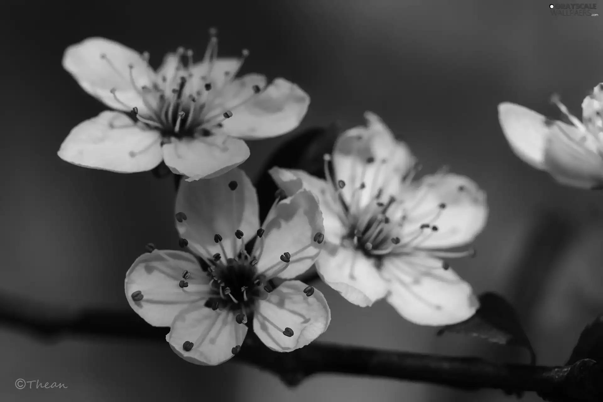 Pink, trees, fruit, Flowers