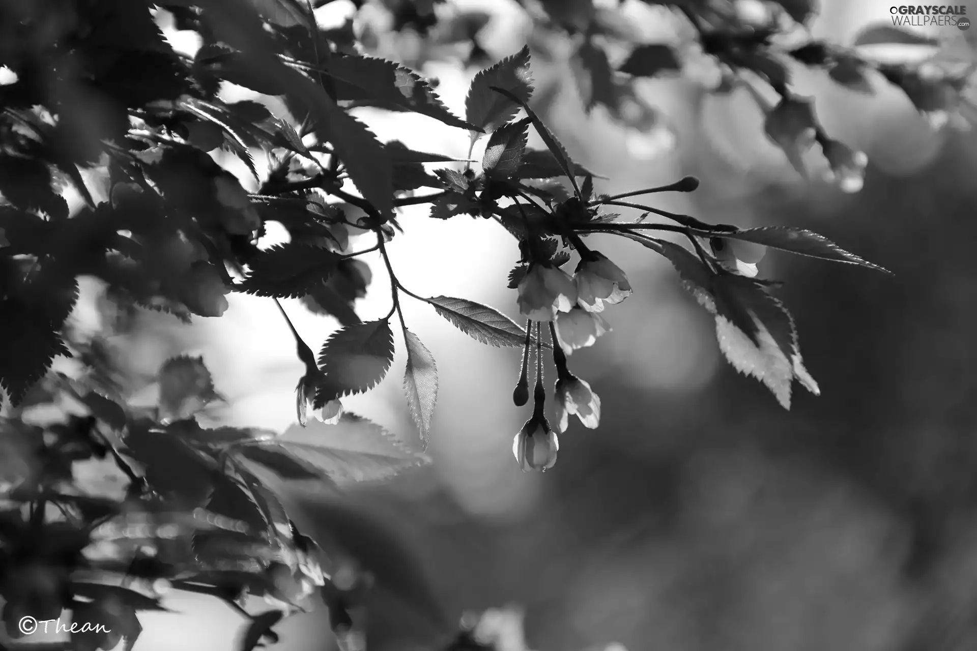 Pink, trees, fruit, Flowers