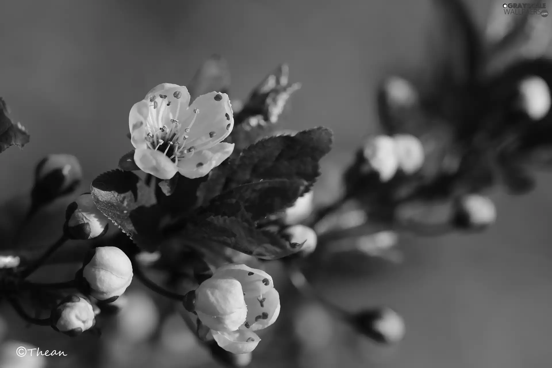 Pink, trees, fruit, Flowers