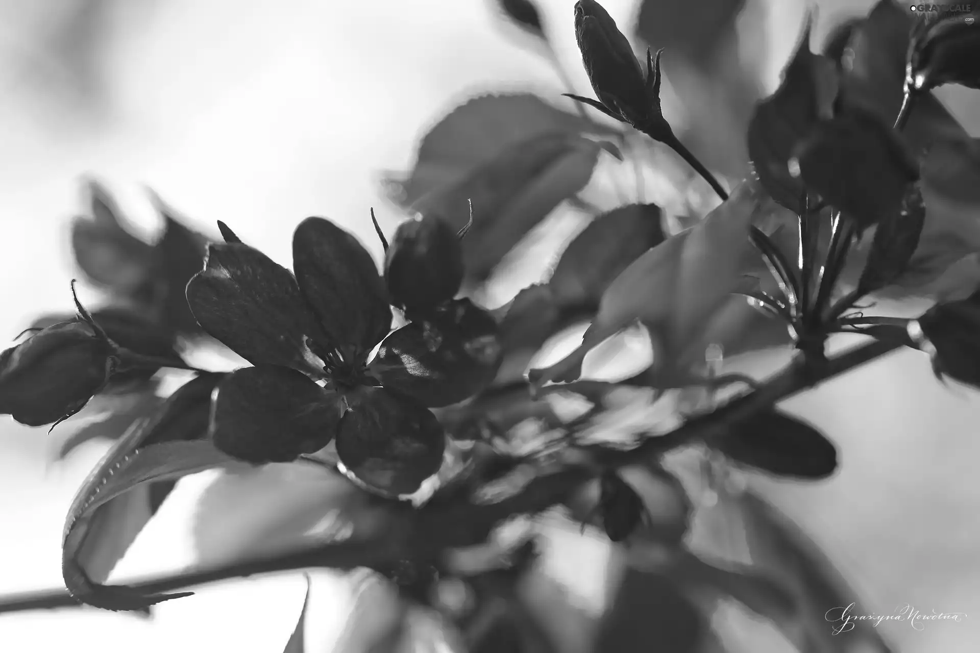 Red, trees, fruit, Flowers