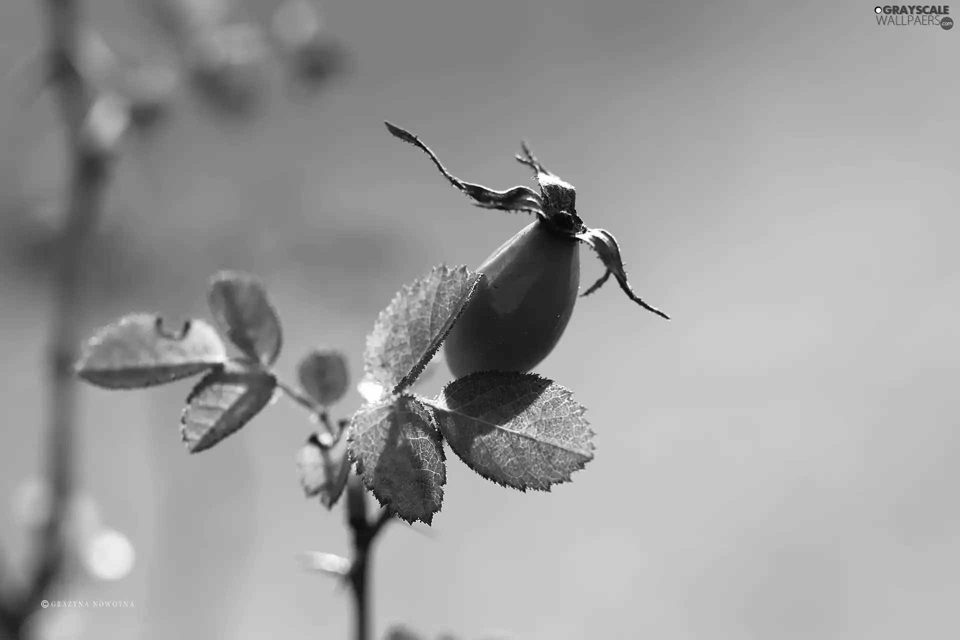 fruit, Wild, rose