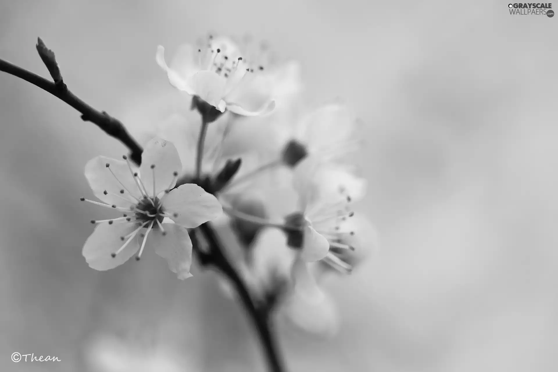 fruit, Spring, Flowers, trees, White