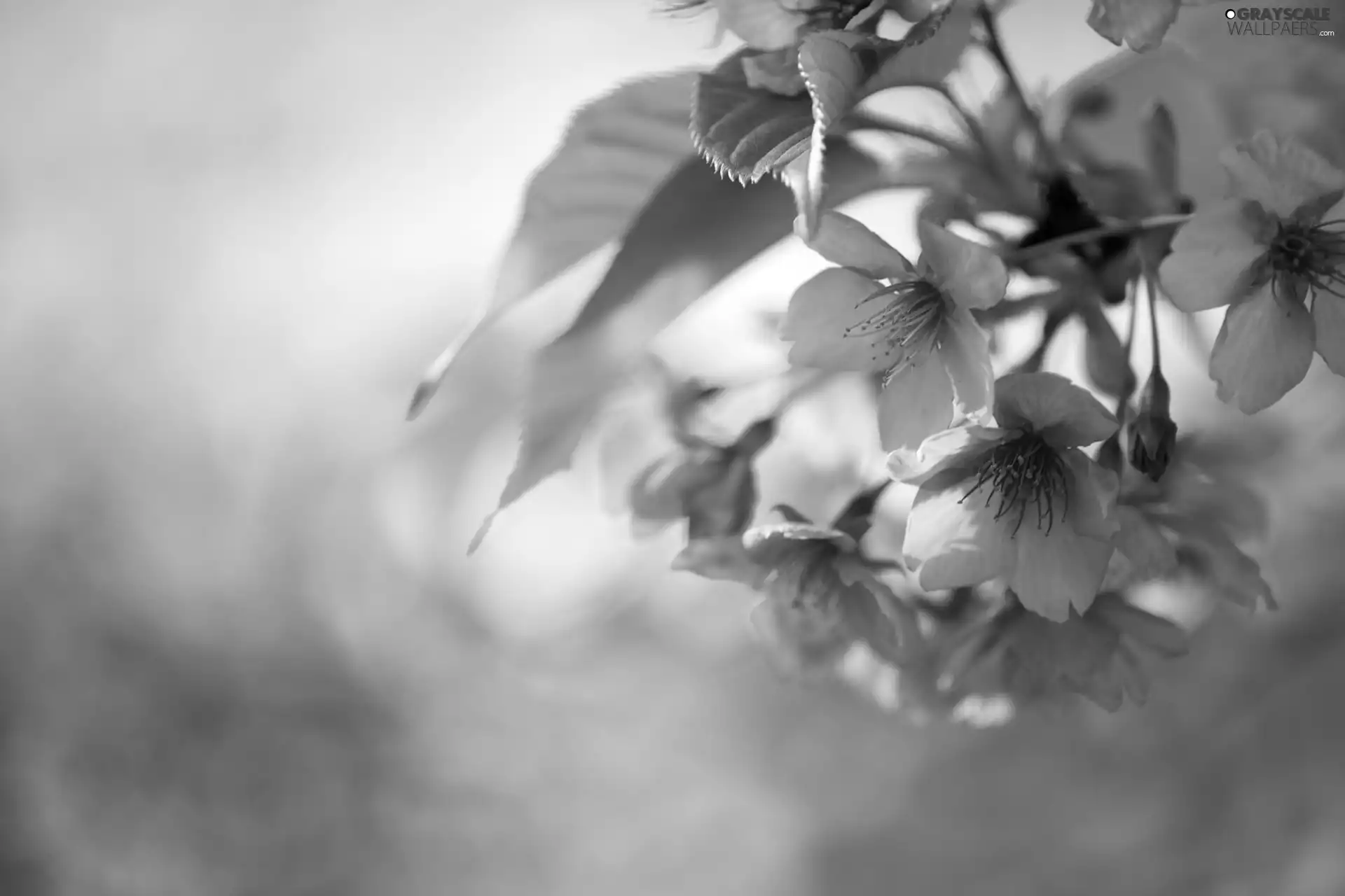 Pink, Fruit Tree, cherry, Flowers