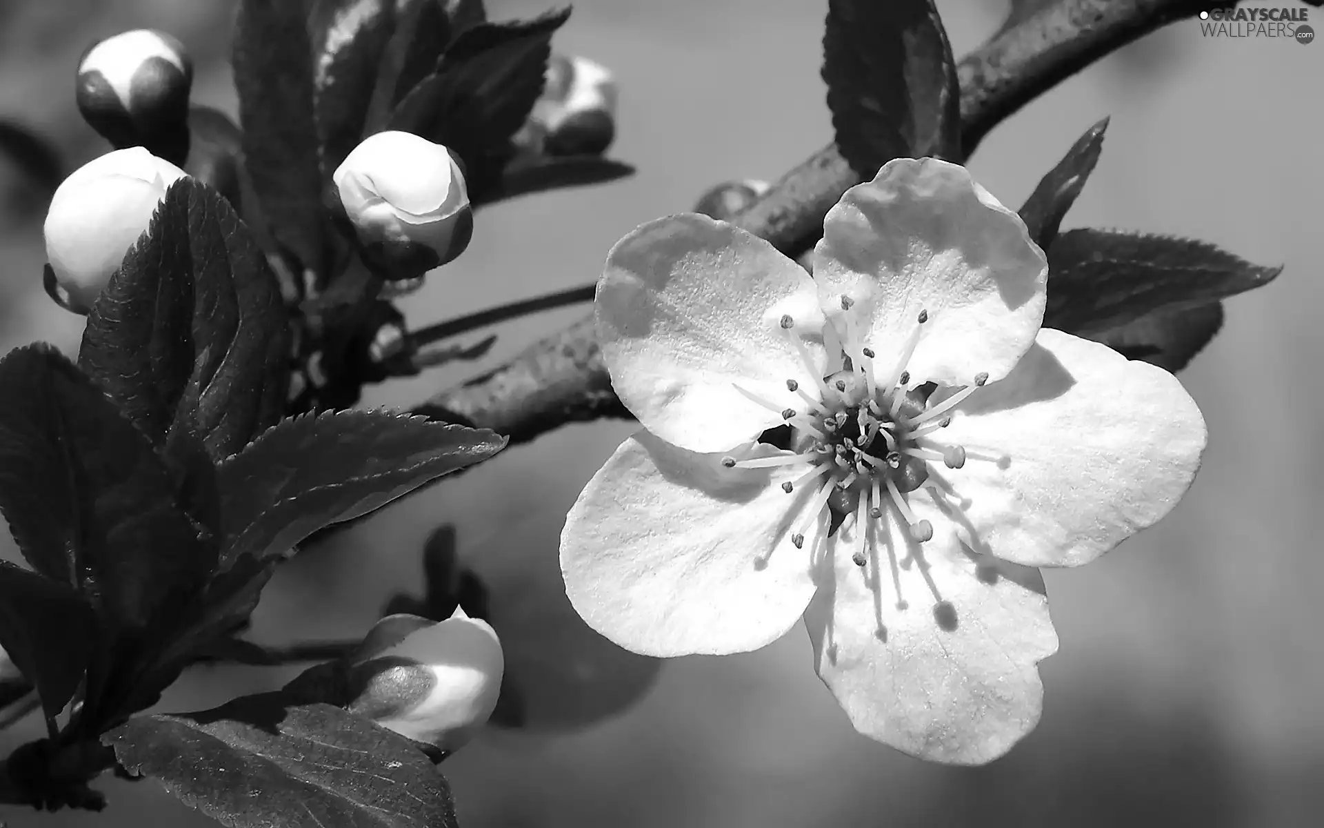 fruit, flourishing, trees