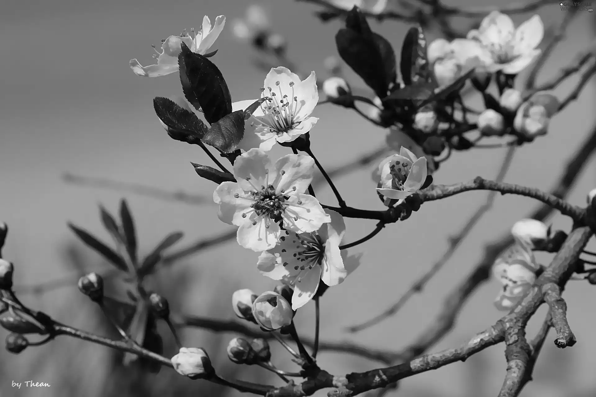 fruit, flourishing, trees