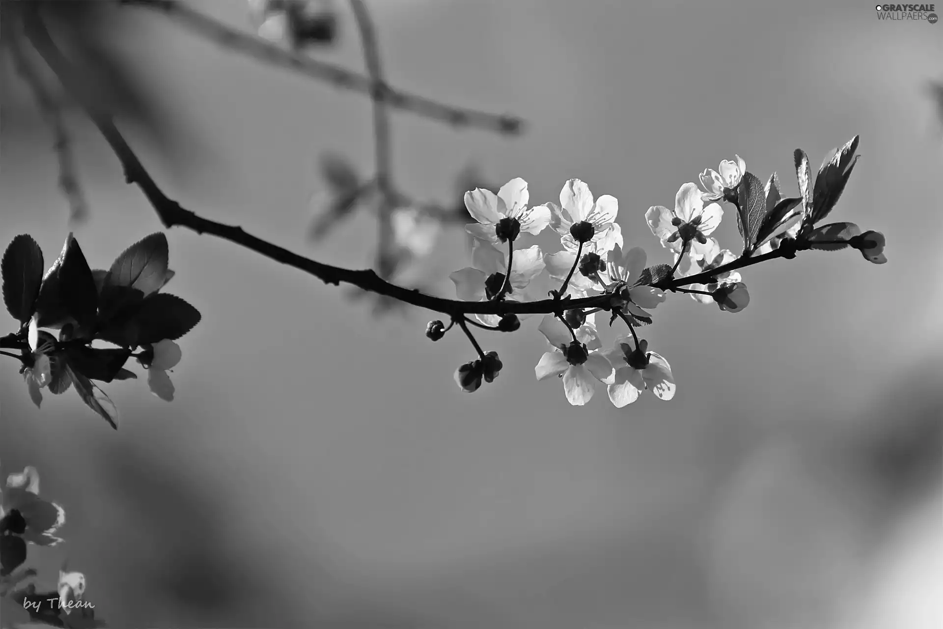 fruit, flourishing, trees