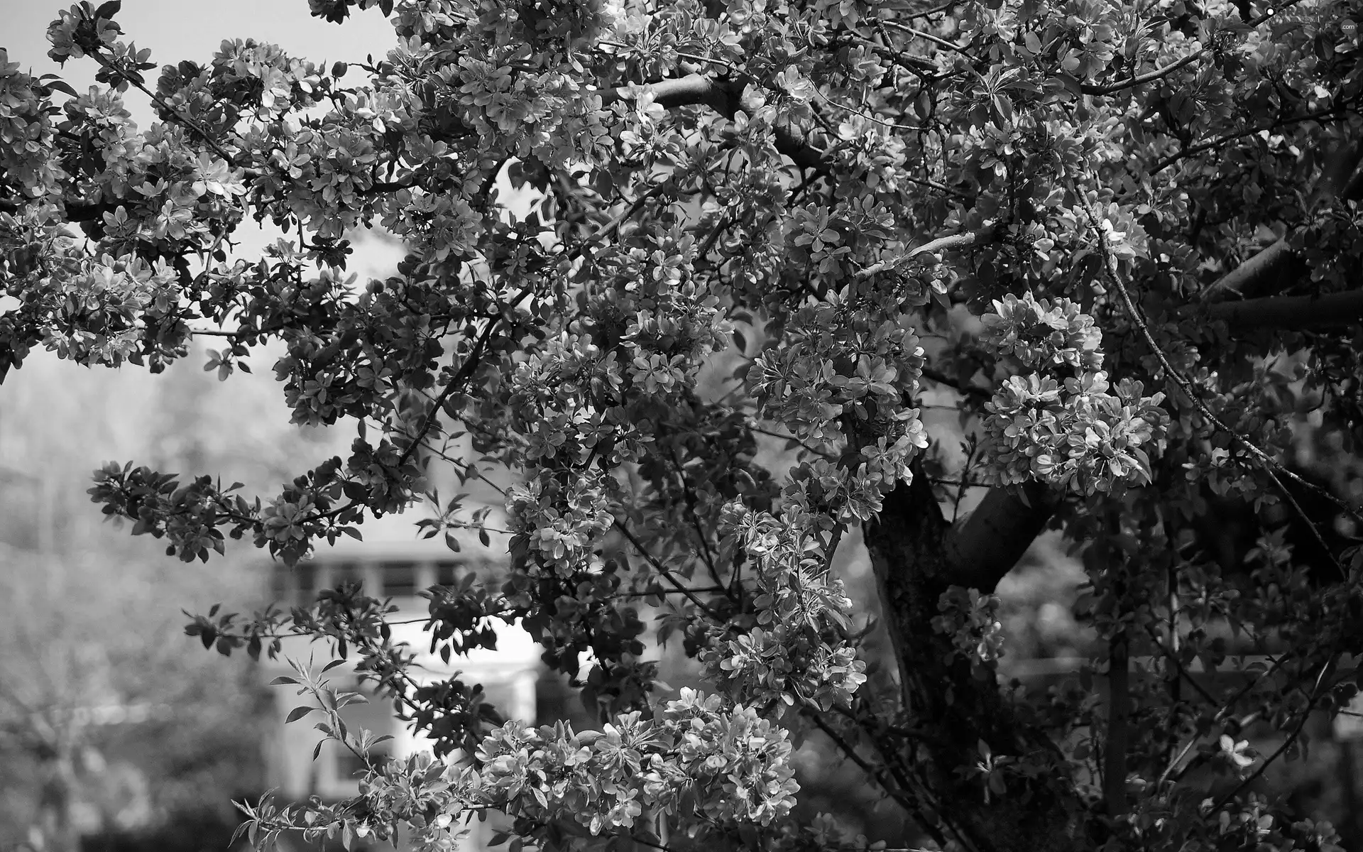fruit, flourishing, trees