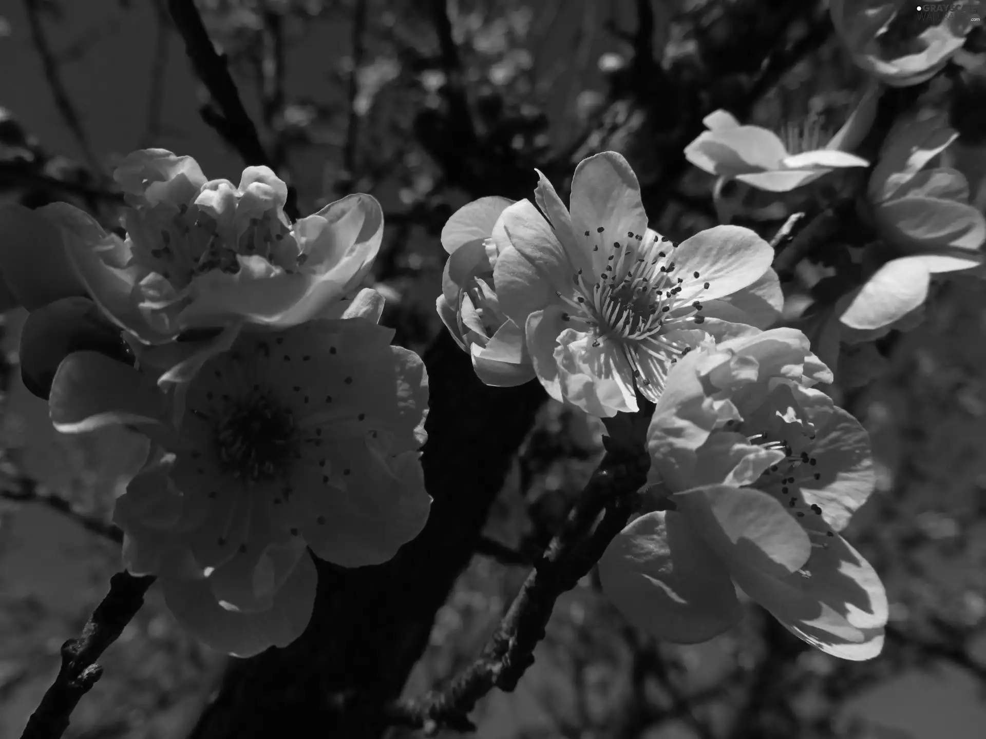 fruit, flourishing, trees