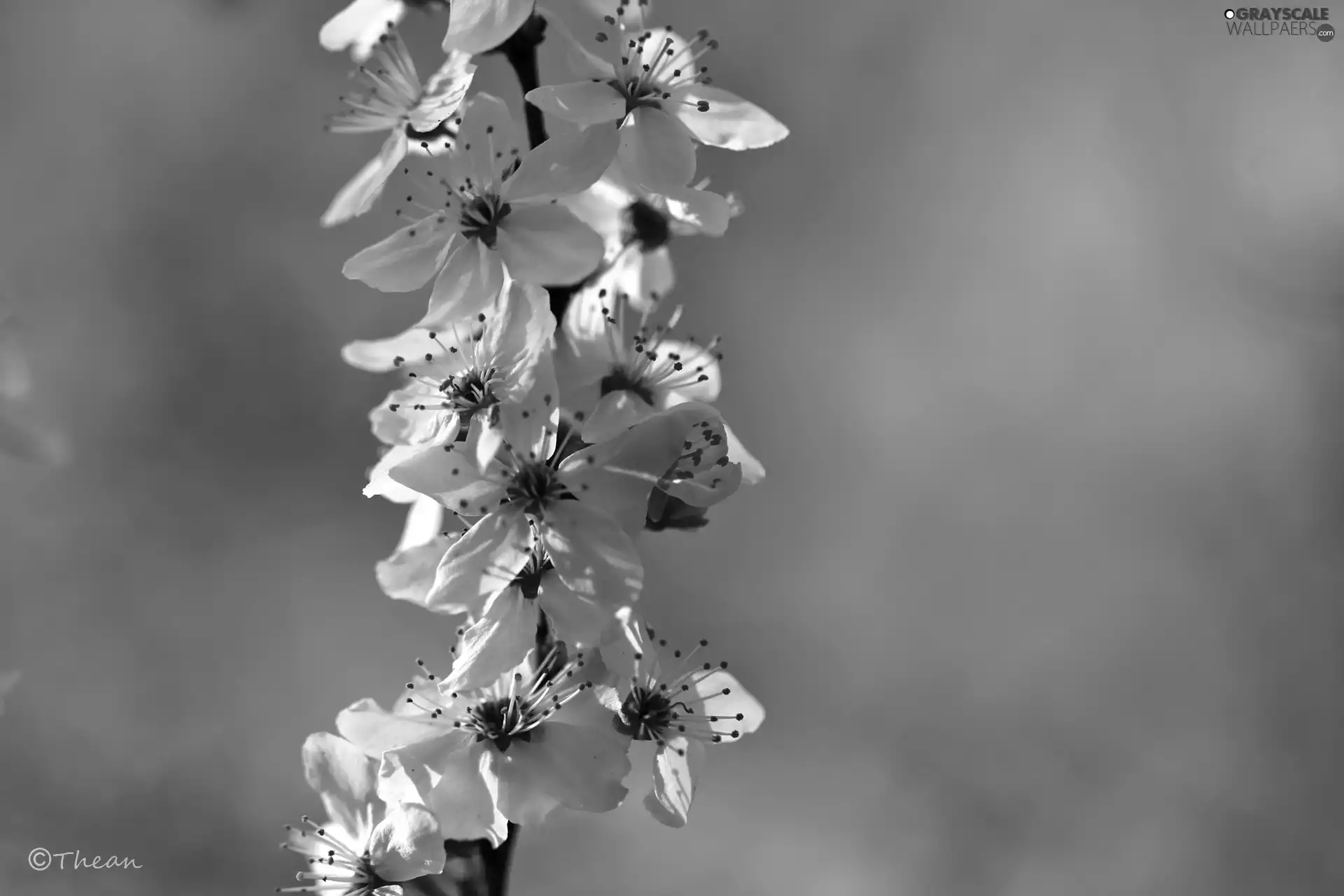 fruit, twig, Flowers, trees, White