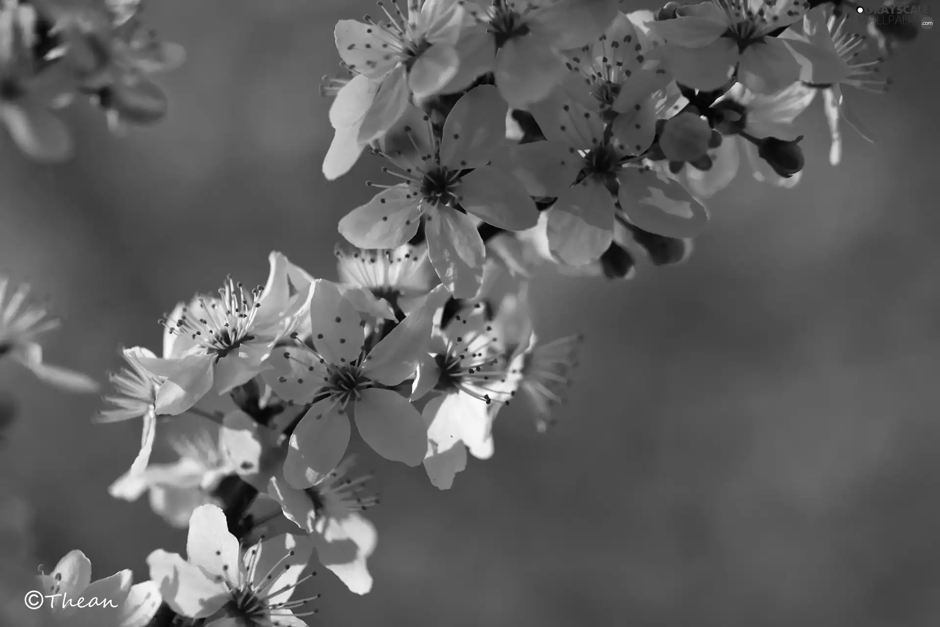 White, trees, fruit, Flowers