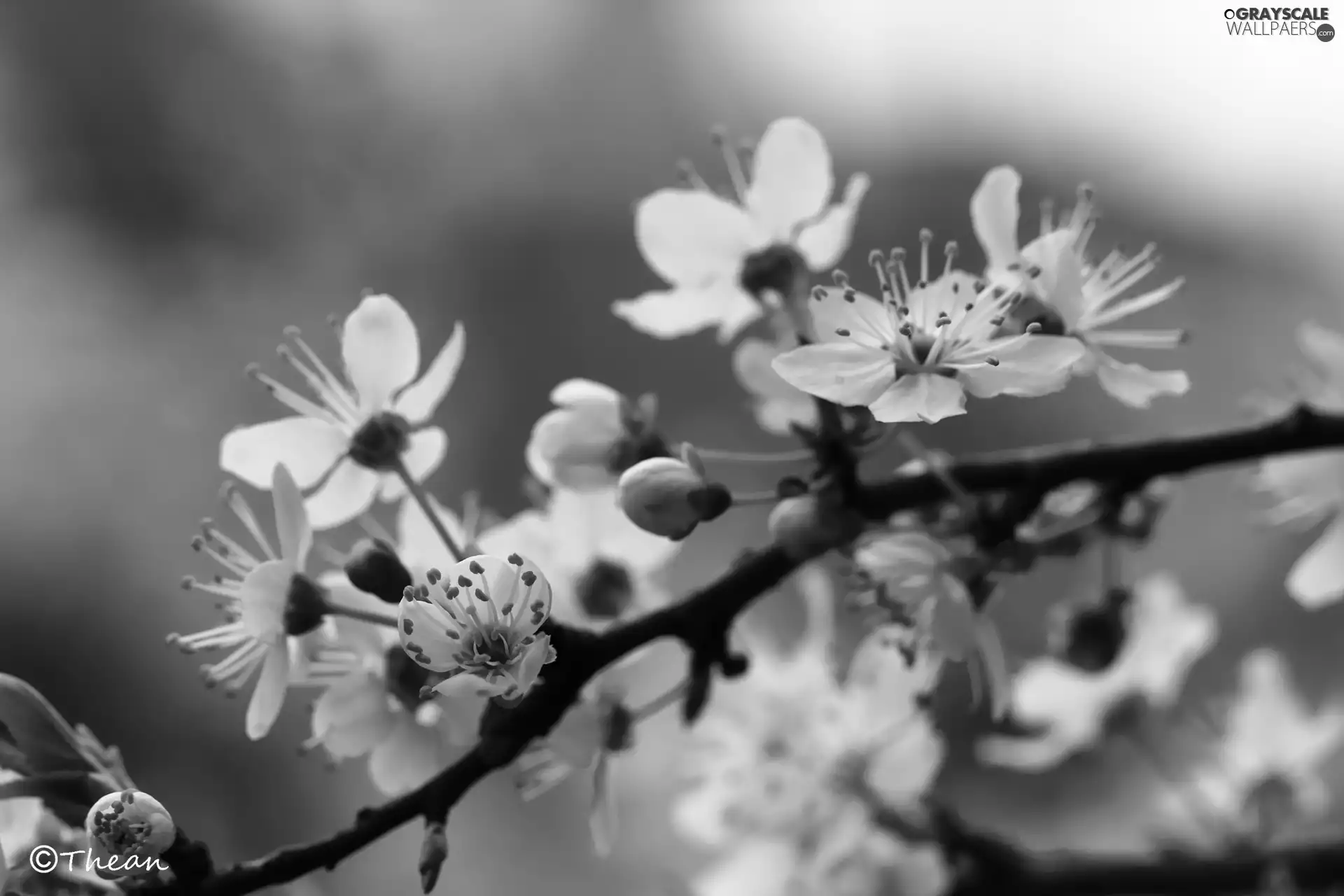 White, trees, fruit, Flowers