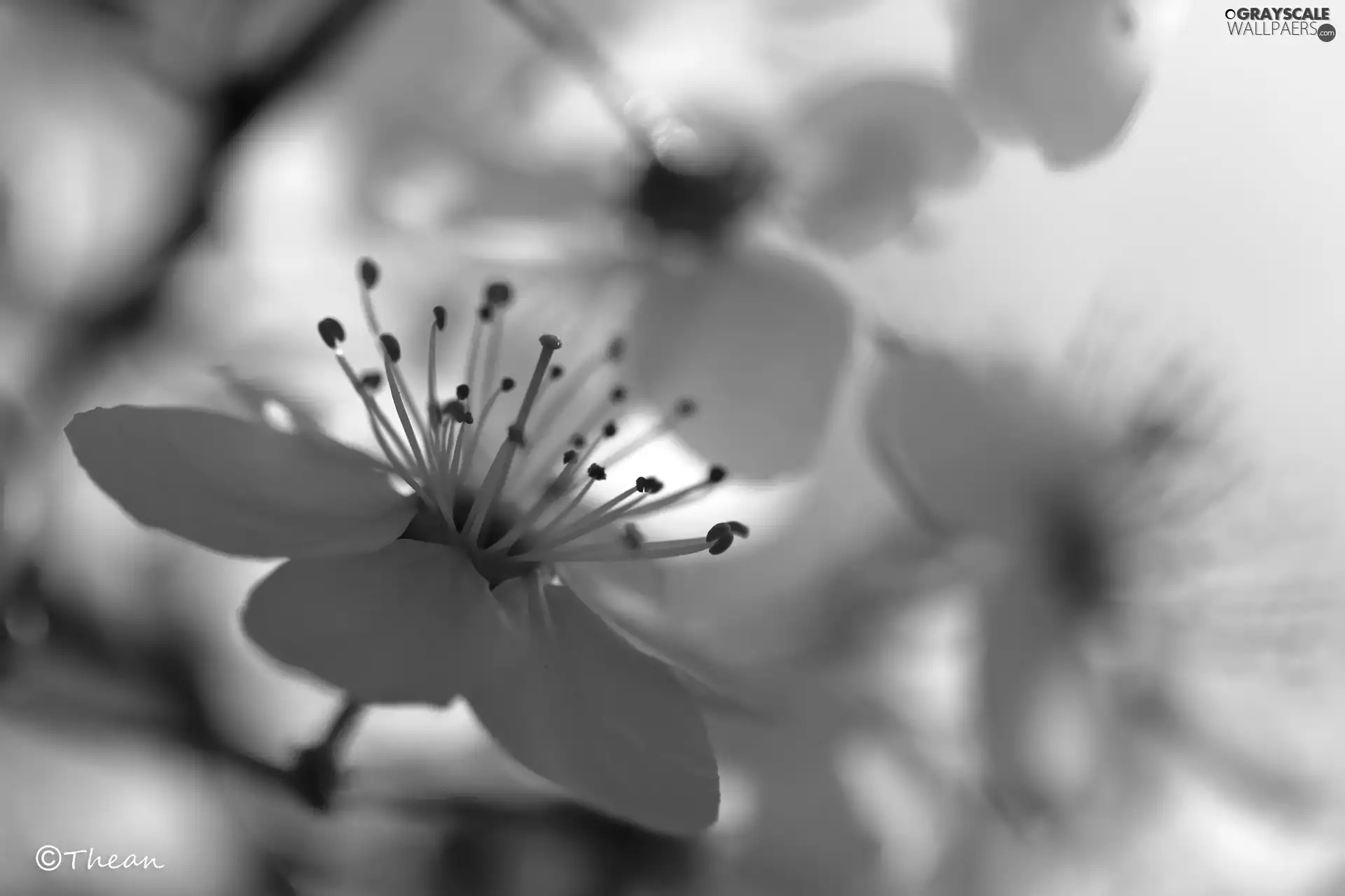 White, trees, fruit, Flowers