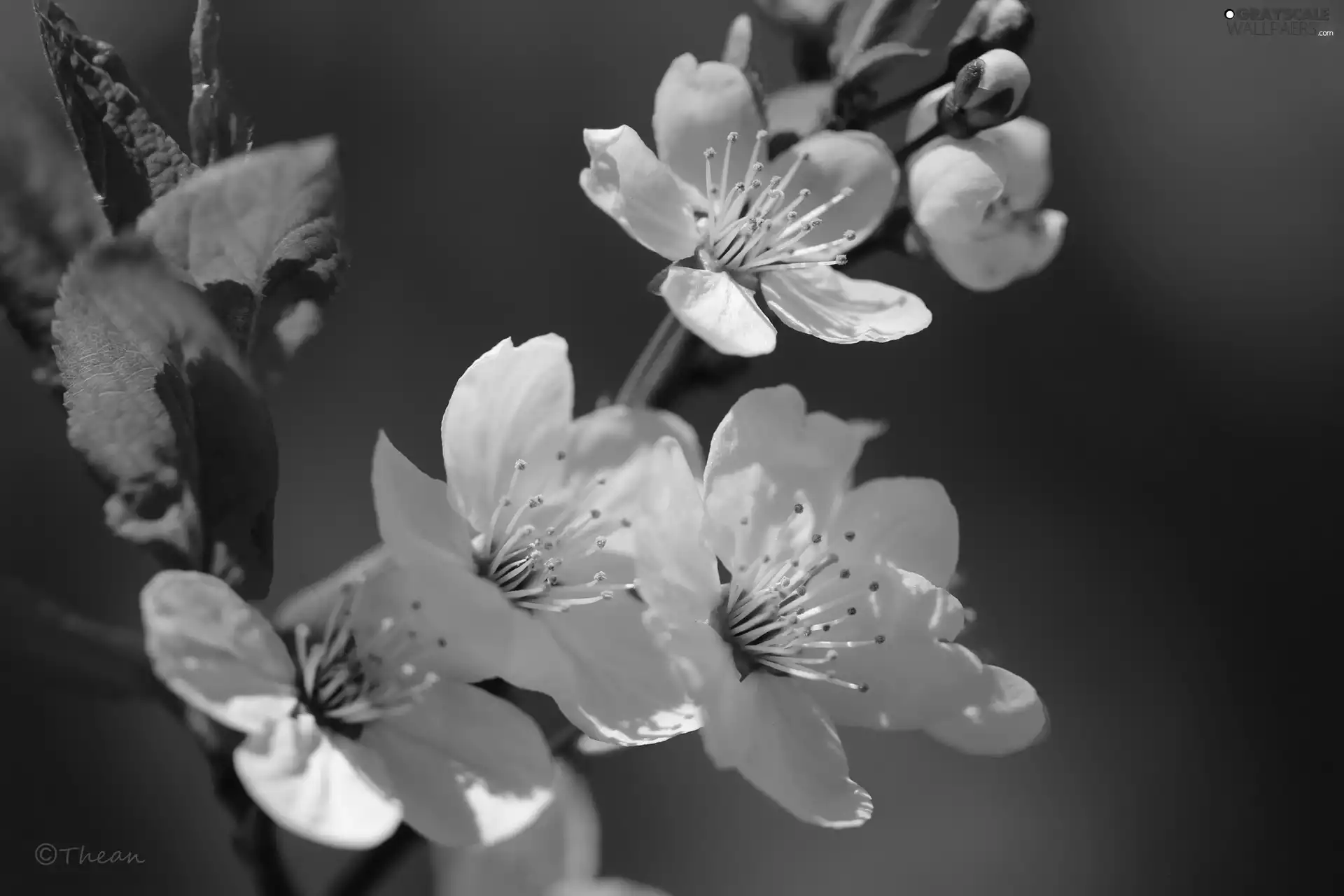 White, trees, fruit, Flowers