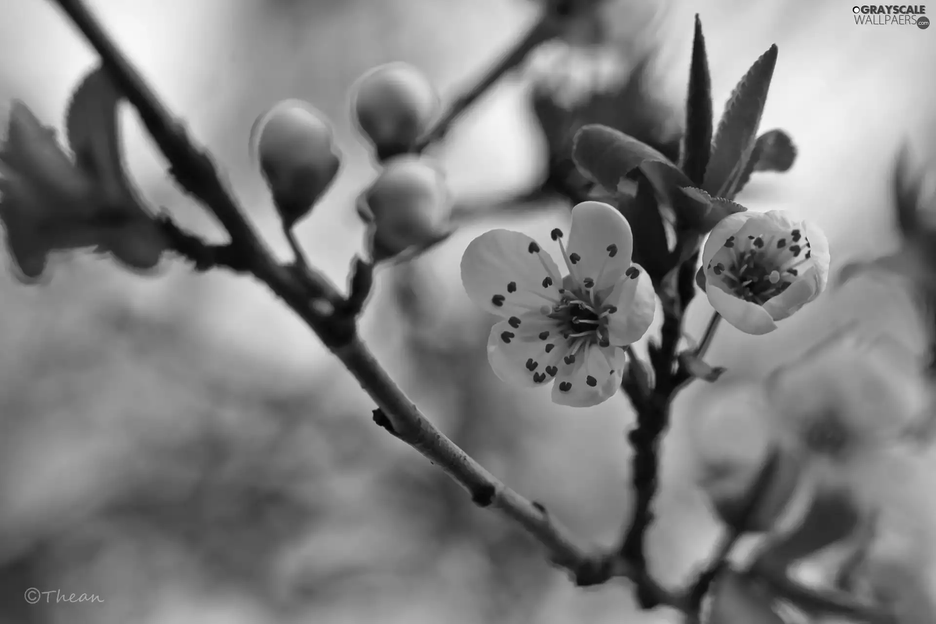 White, trees, fruit, Flowers
