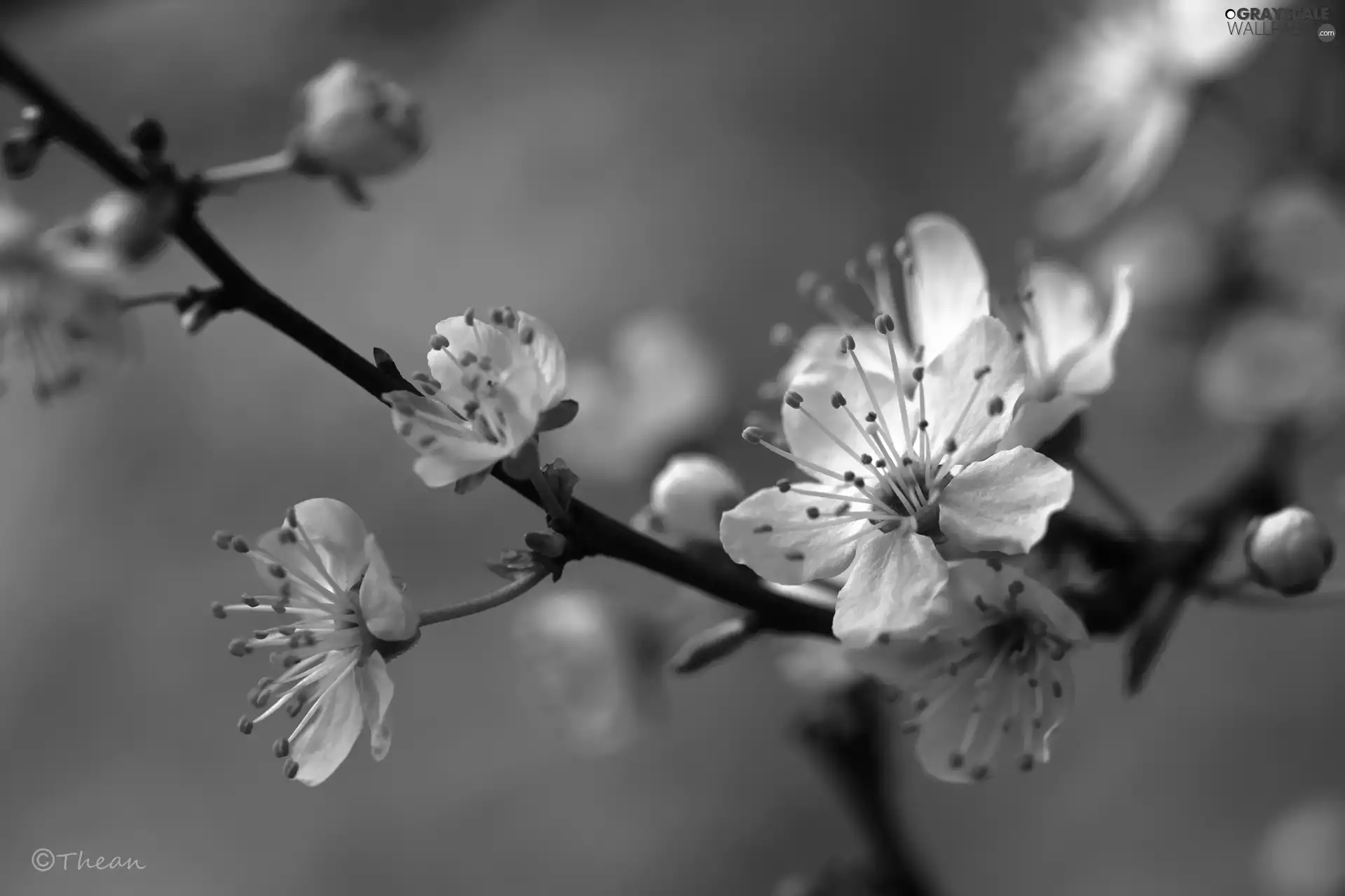 White, trees, fruit, Flowers
