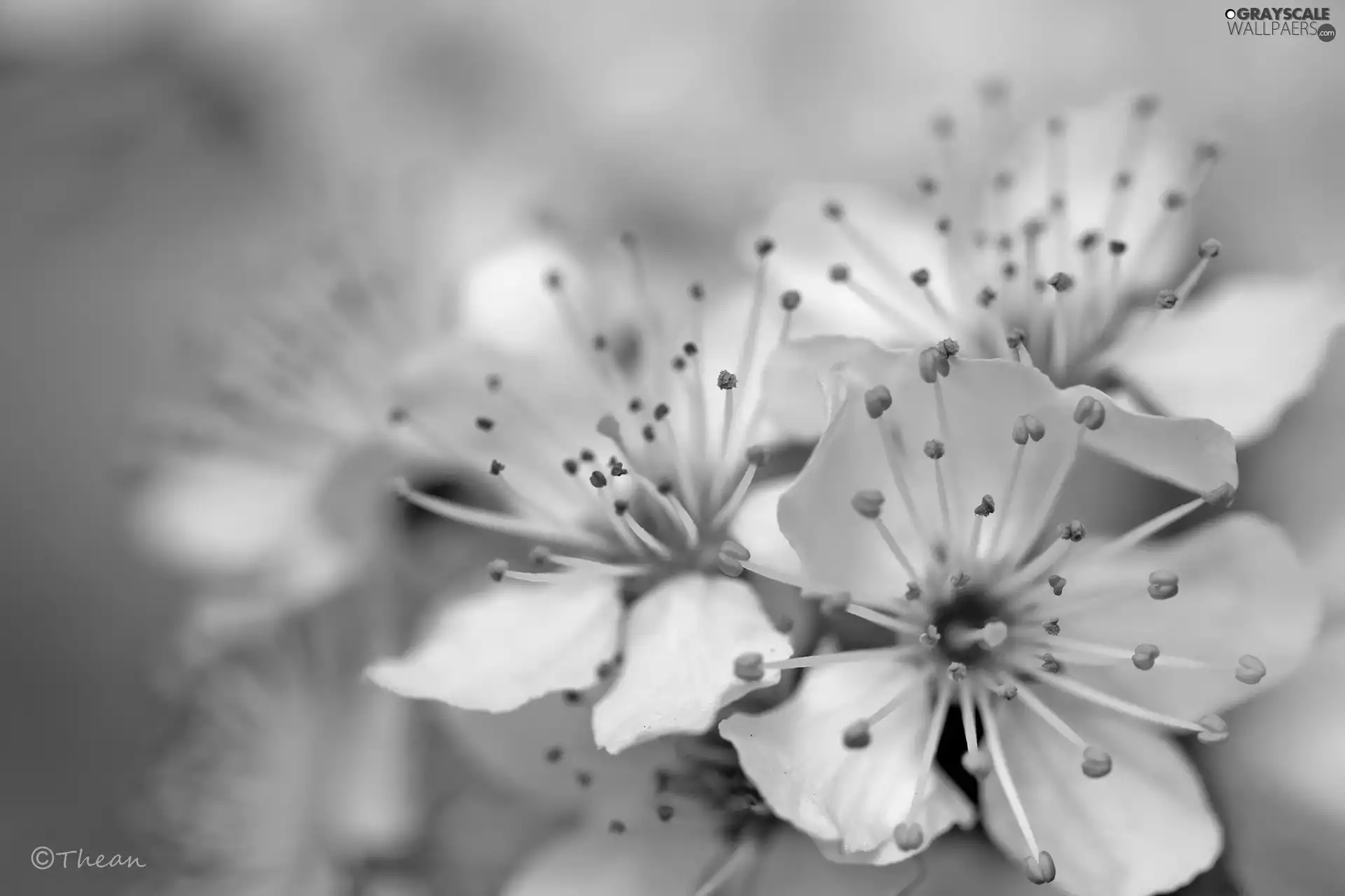 White, trees, fruit, Flowers