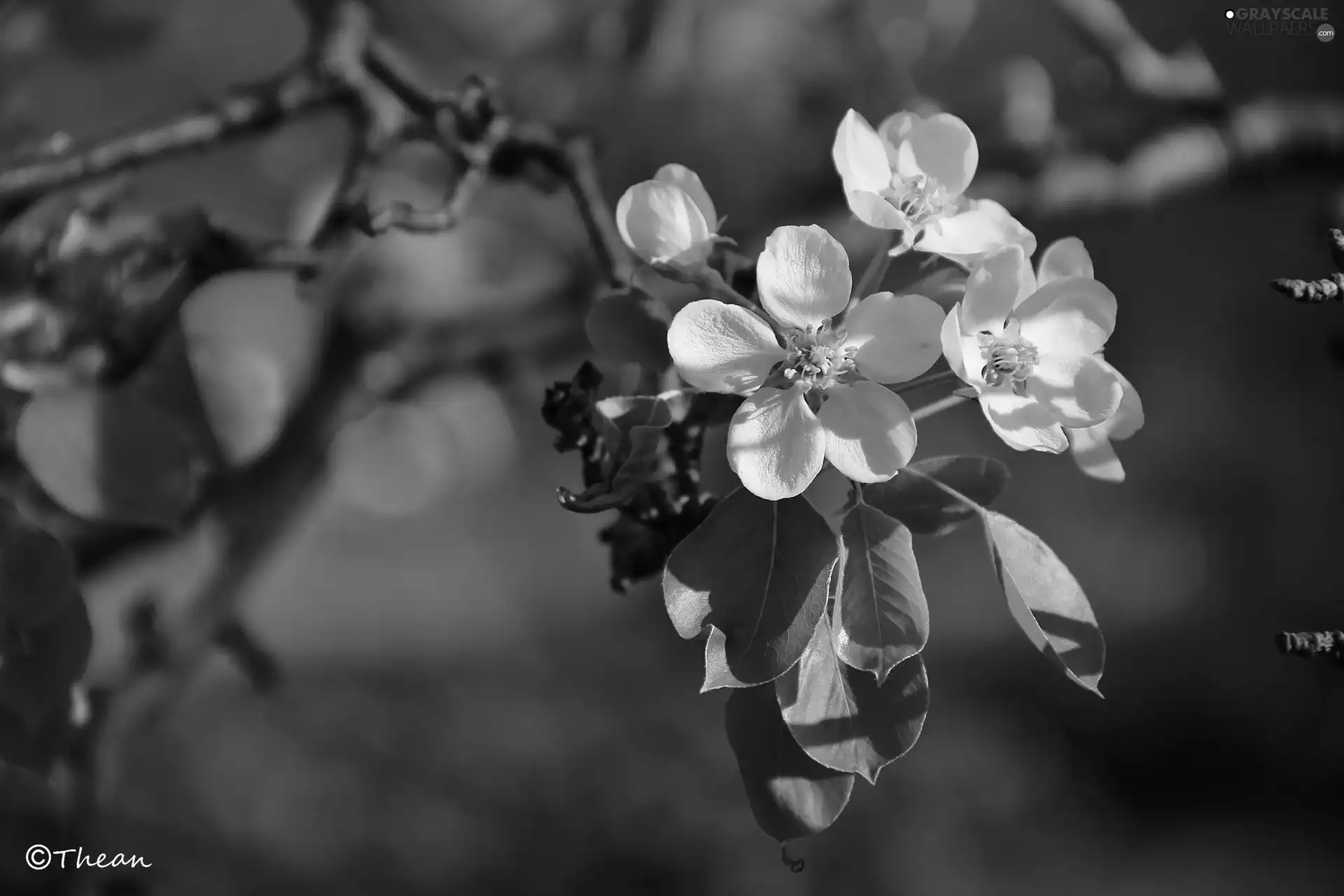 White, trees, fruit, Flowers