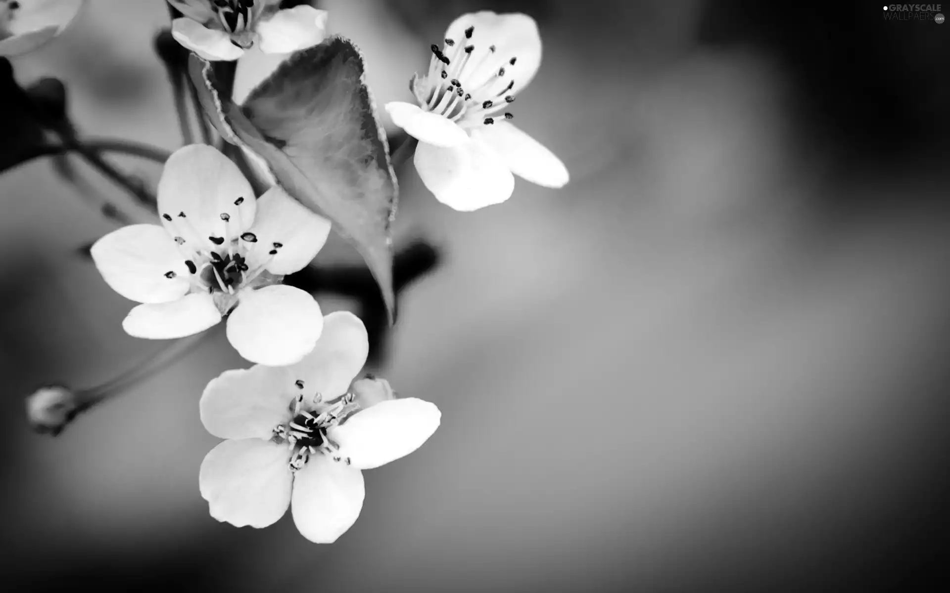 White, trees, fruit, Flowers