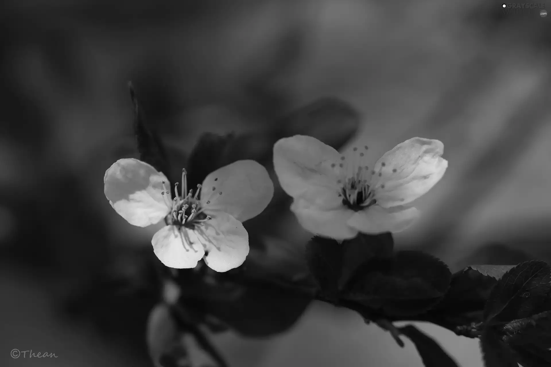 White, trees, fruit, Flowers