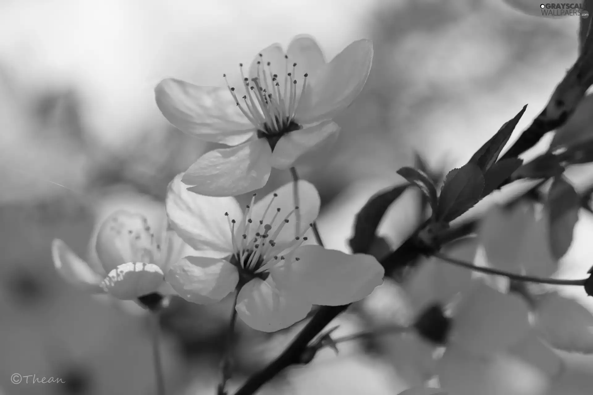 White, trees, fruit, Flowers