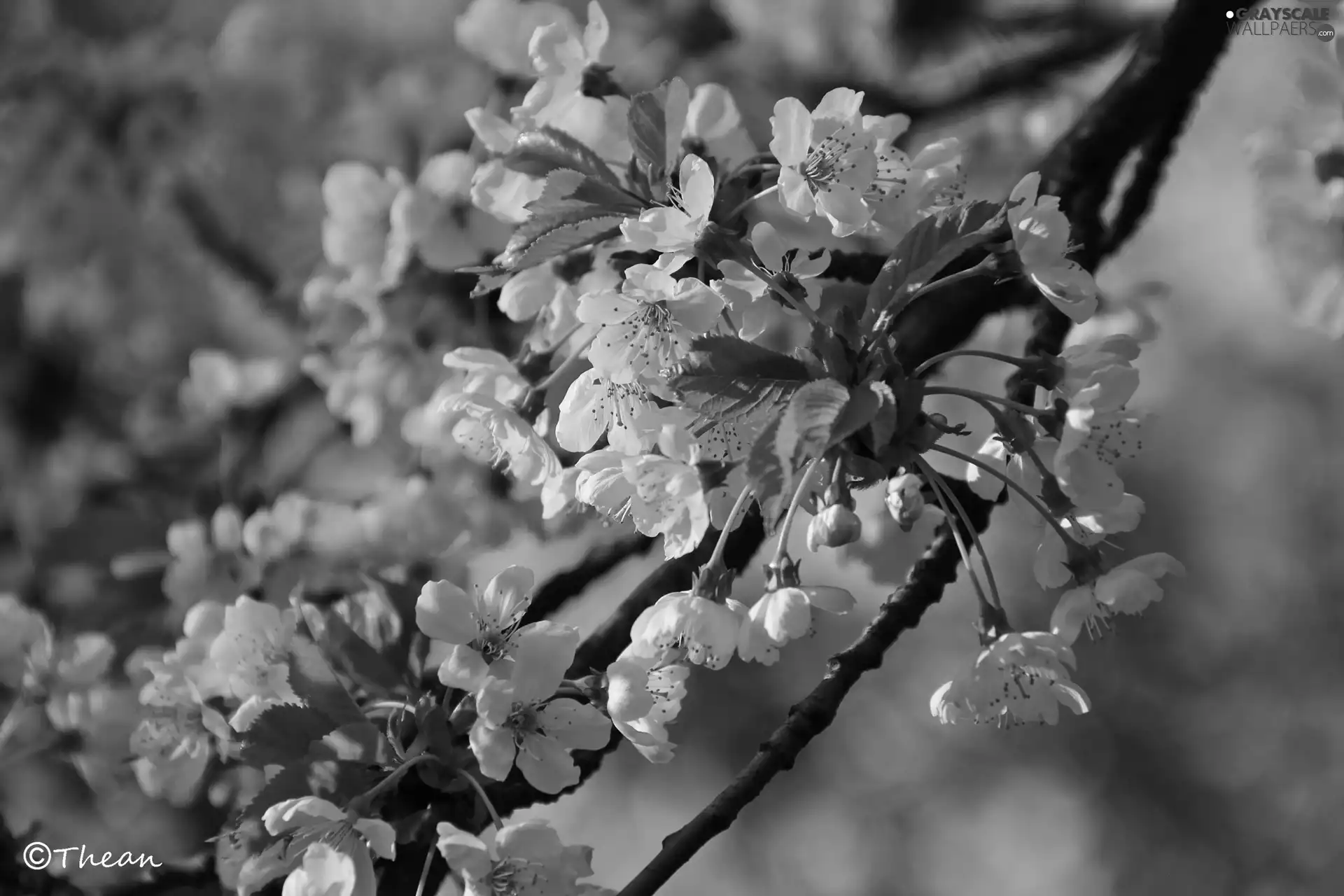 White, trees, fruit, Flowers