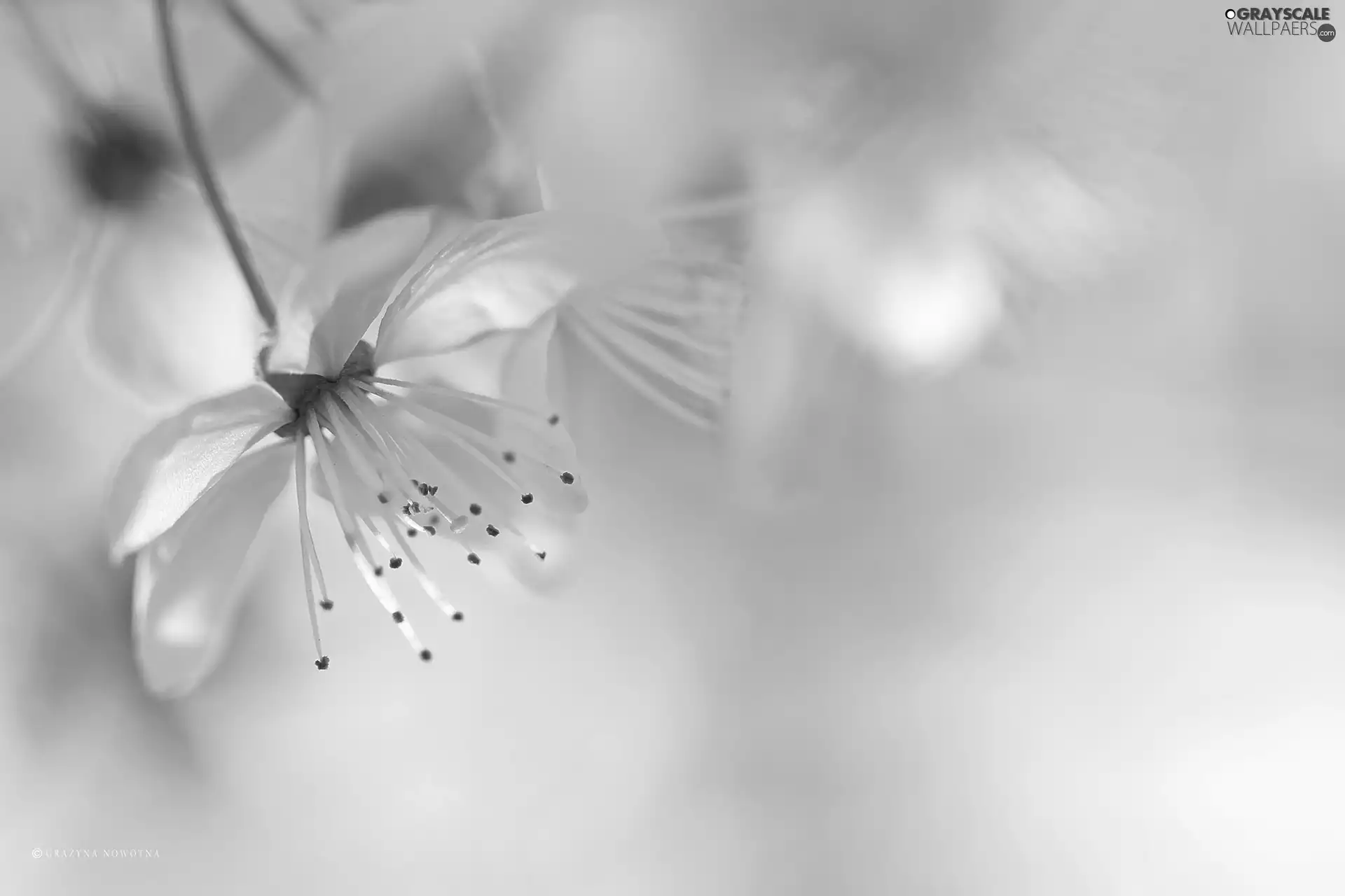 White, trees, fruit, Flowers