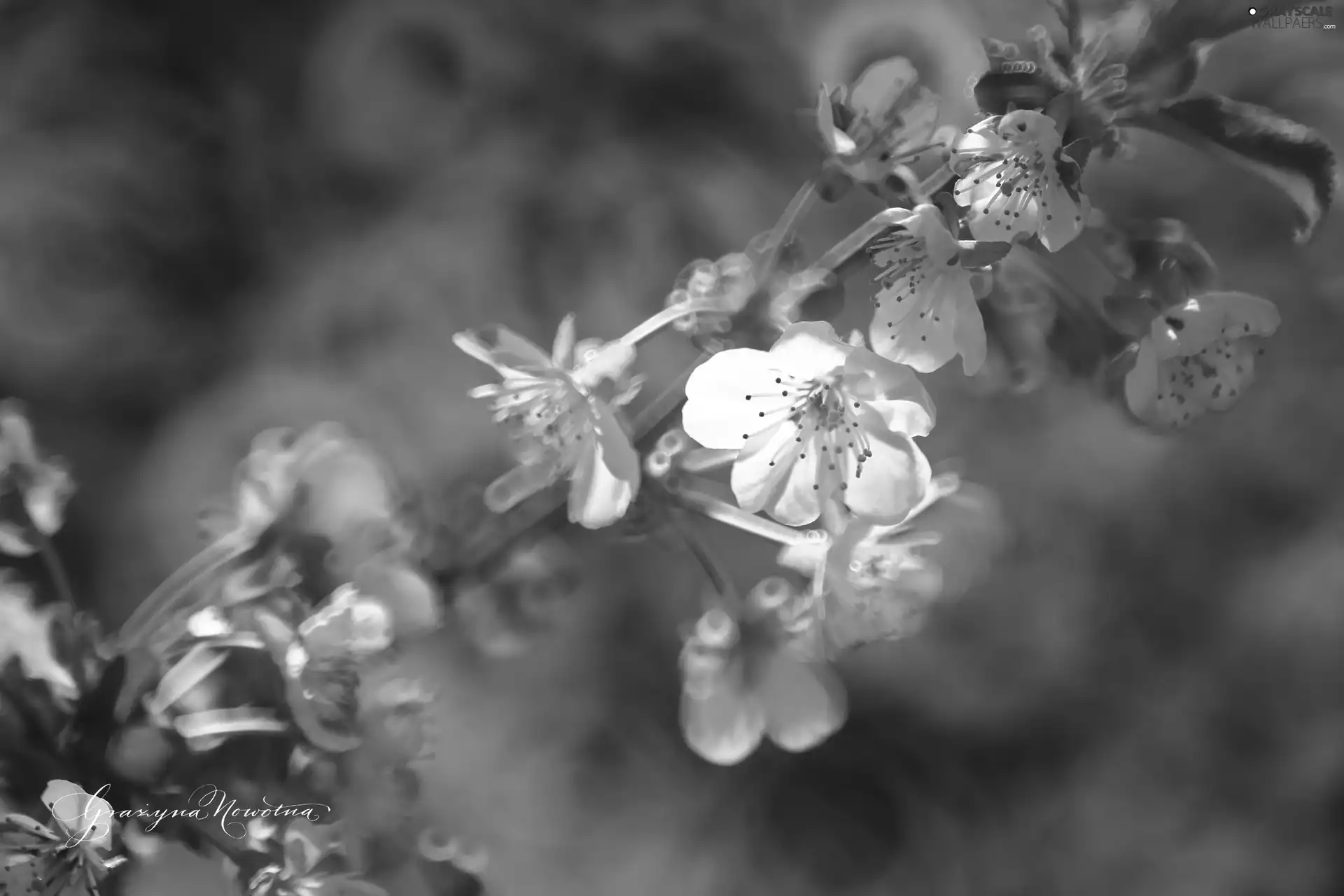 White, trees, fruit, Flowers