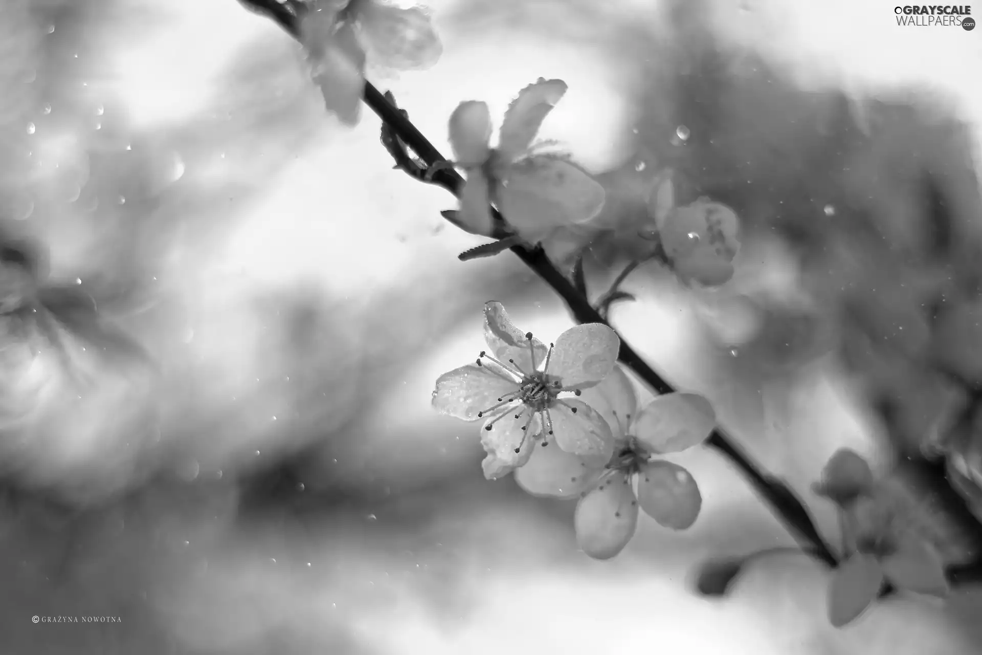 White, trees, fruit, Flowers