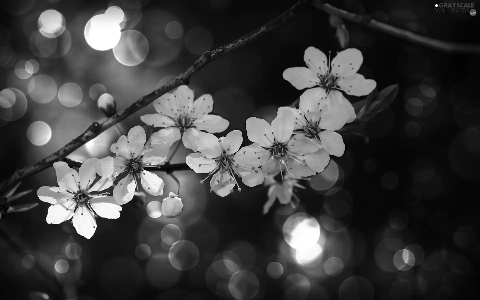 White, trees, fruit, Flowers