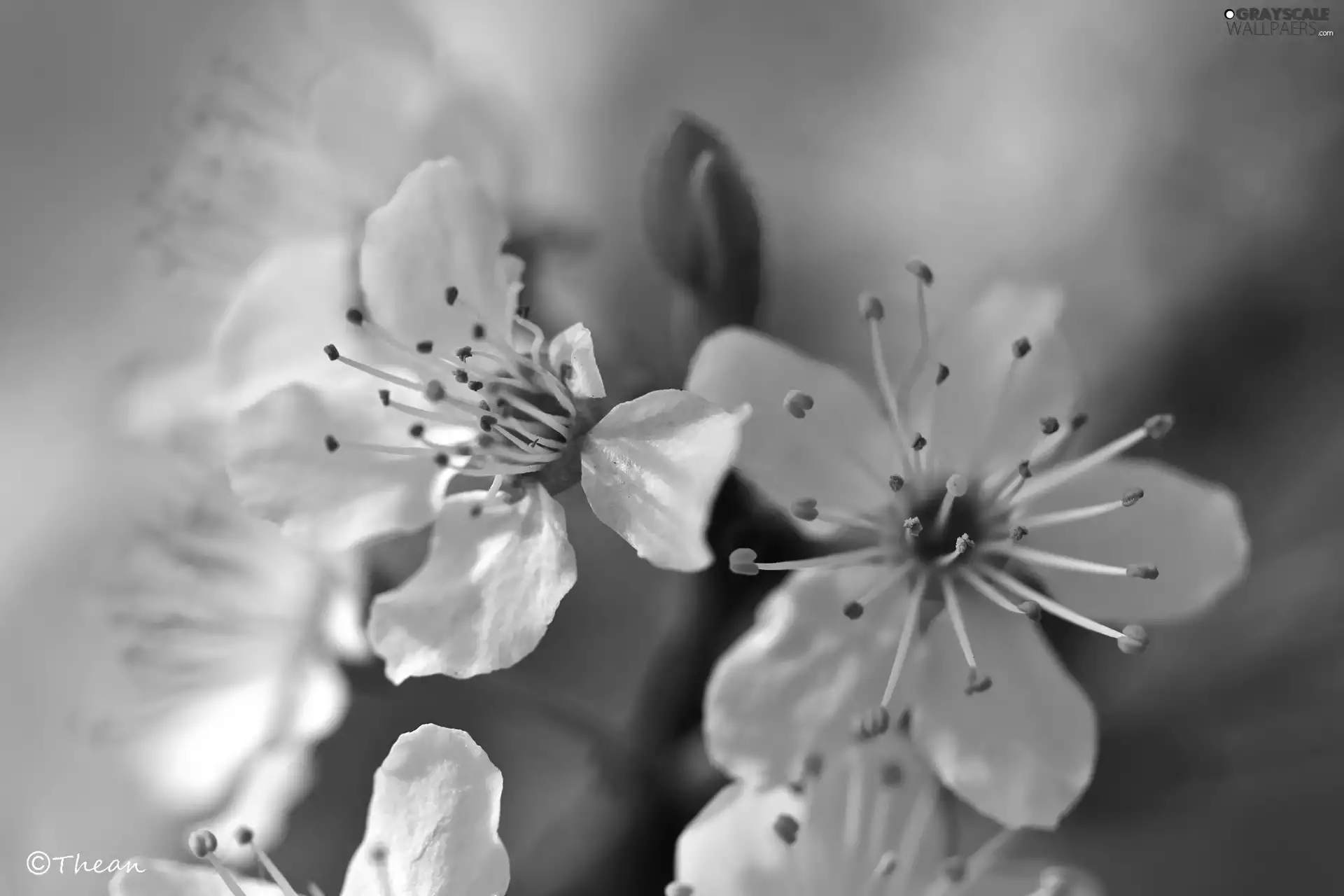 White, trees, fruit, Flowers